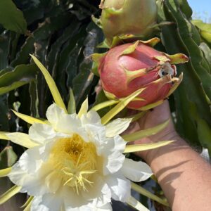 Martin — dragon fruit cutting from Shulman Dragon Fruit Orchard