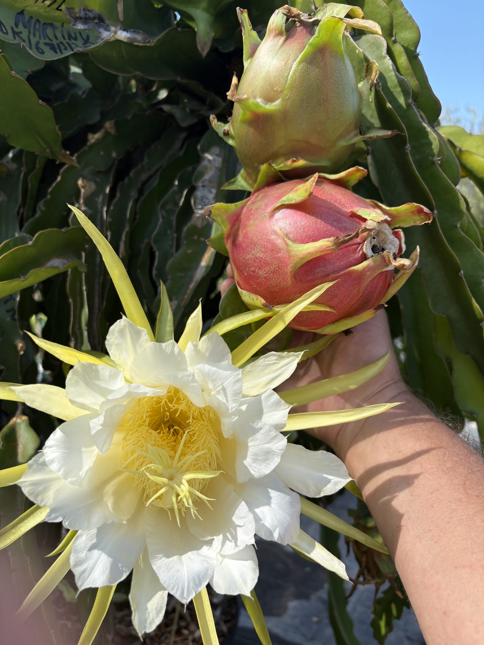 Martin — dragon fruit cutting from Shulman Dragon Fruit Orchard