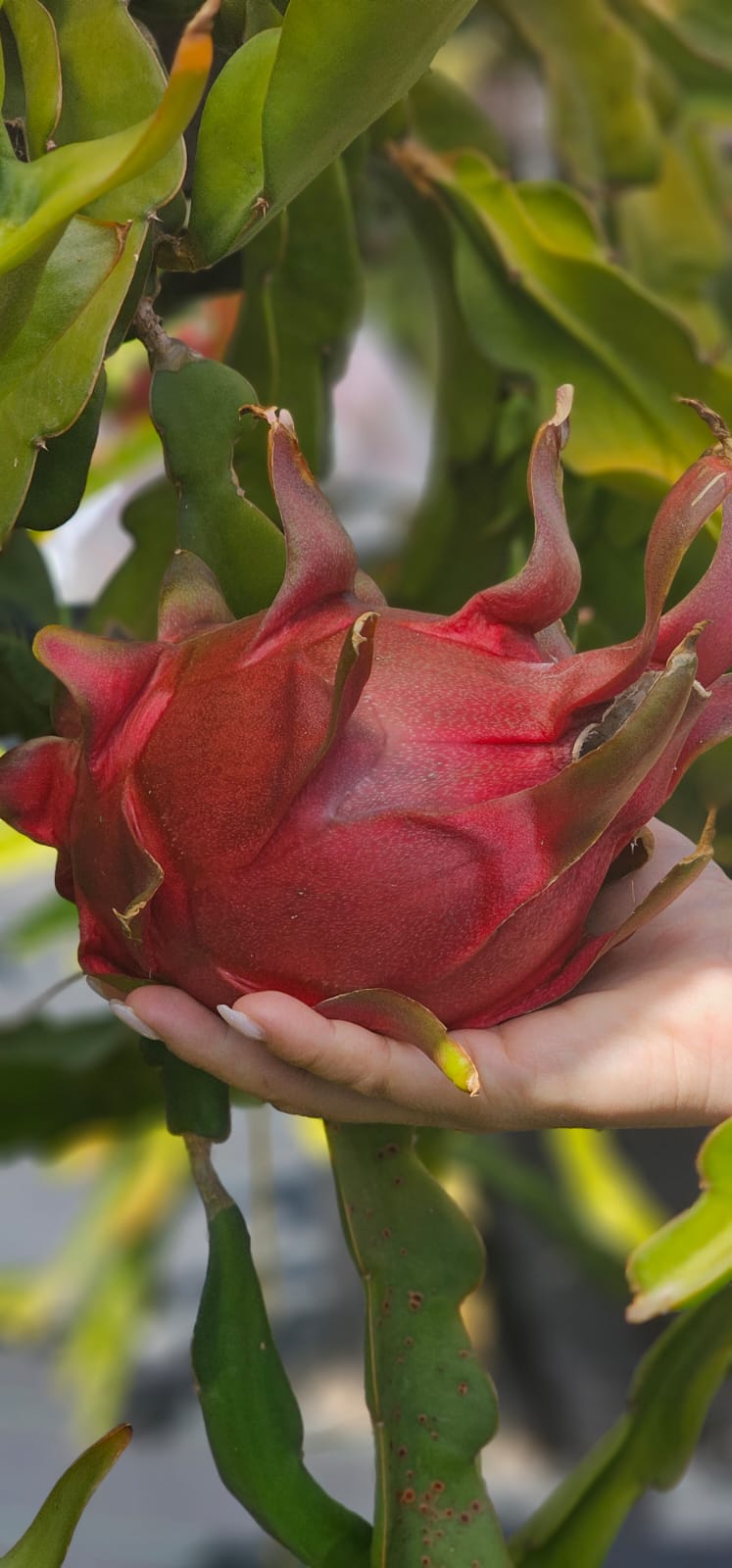 Martin — dragon fruit cutting from Shulman Dragon Fruit Orchard, photo 2