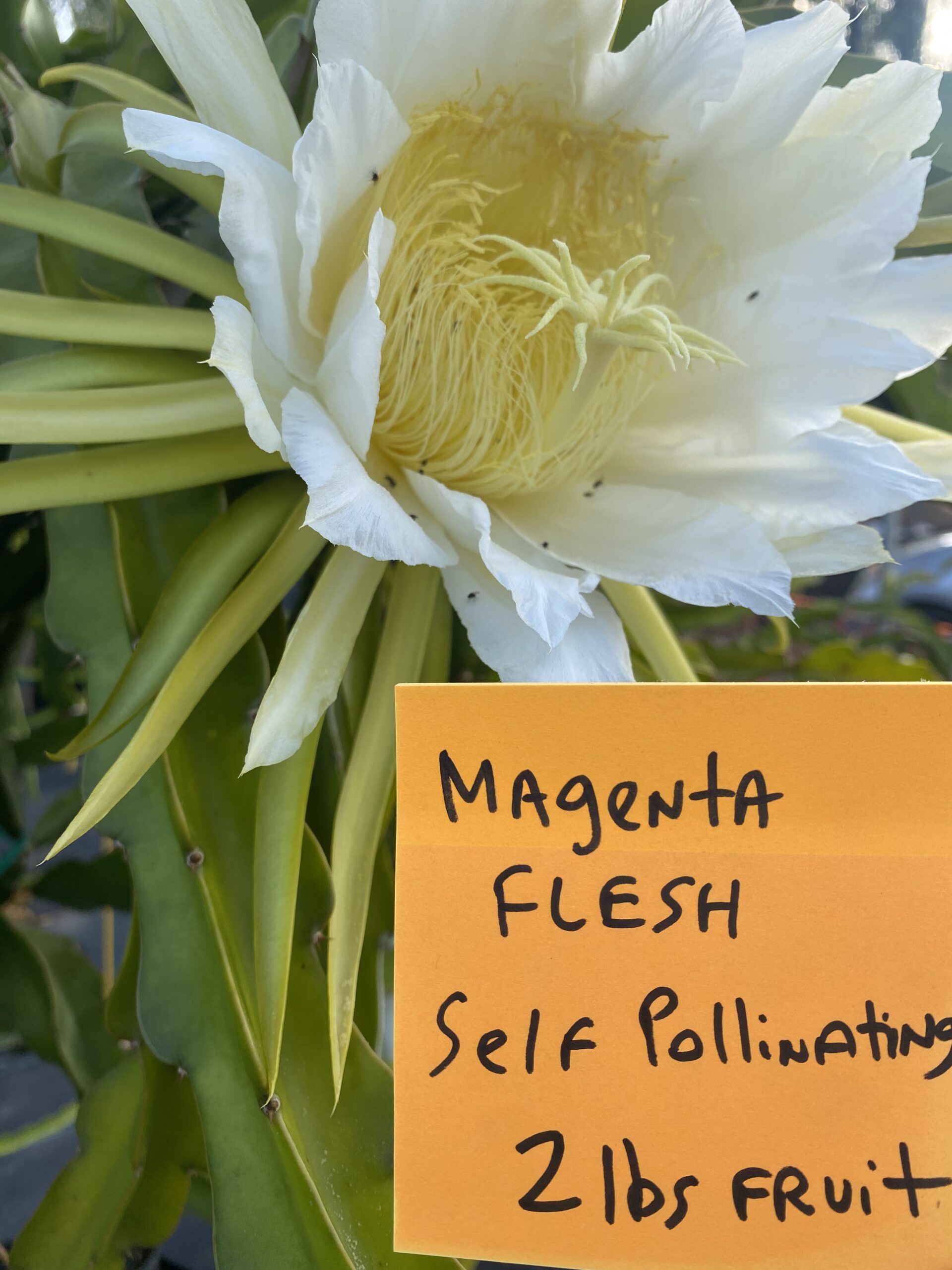 Martin — dragon fruit cutting from Shulman Dragon Fruit Orchard, photo 3