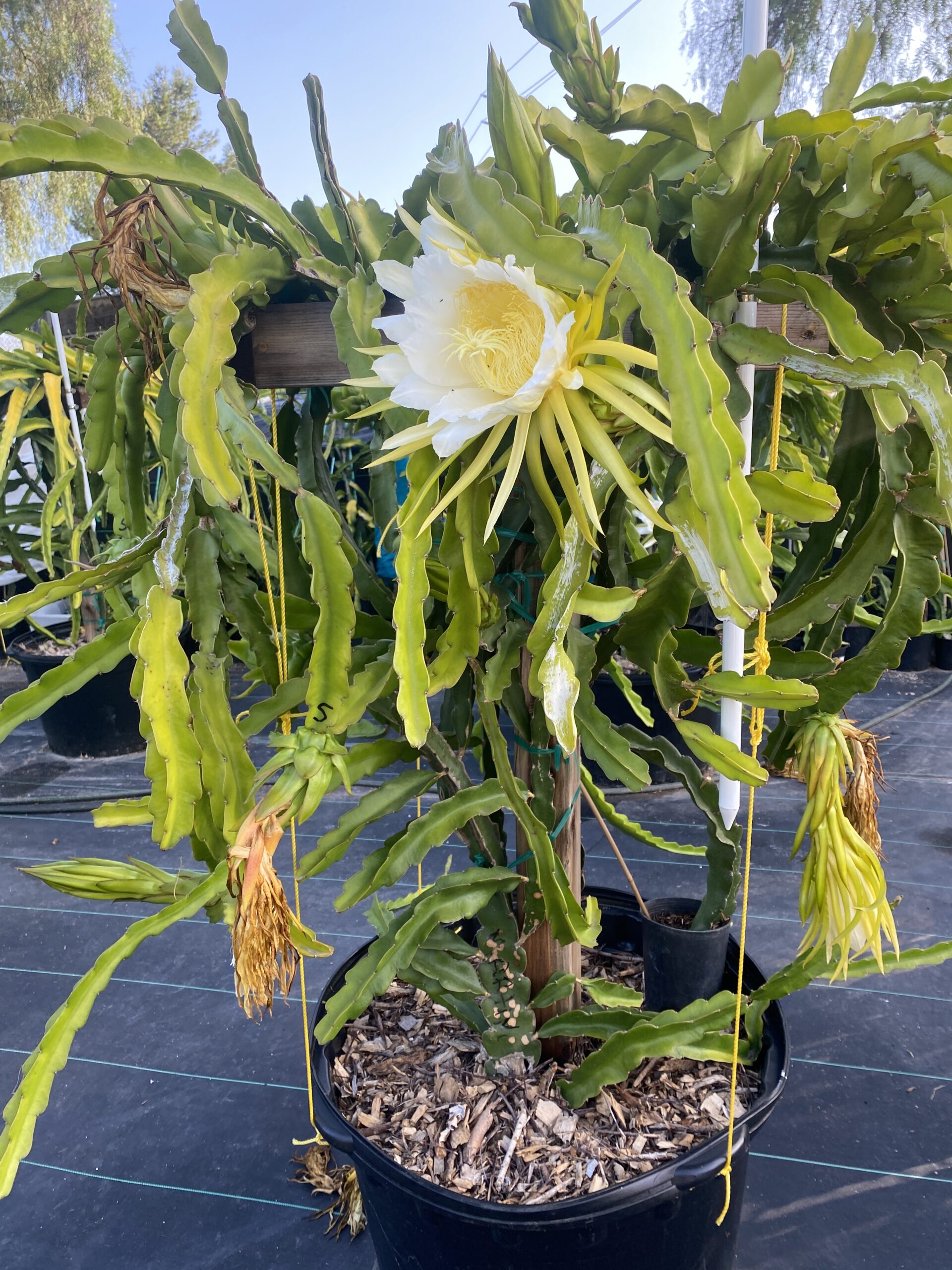 Martin — dragon fruit cutting from Shulman Dragon Fruit Orchard, photo 4