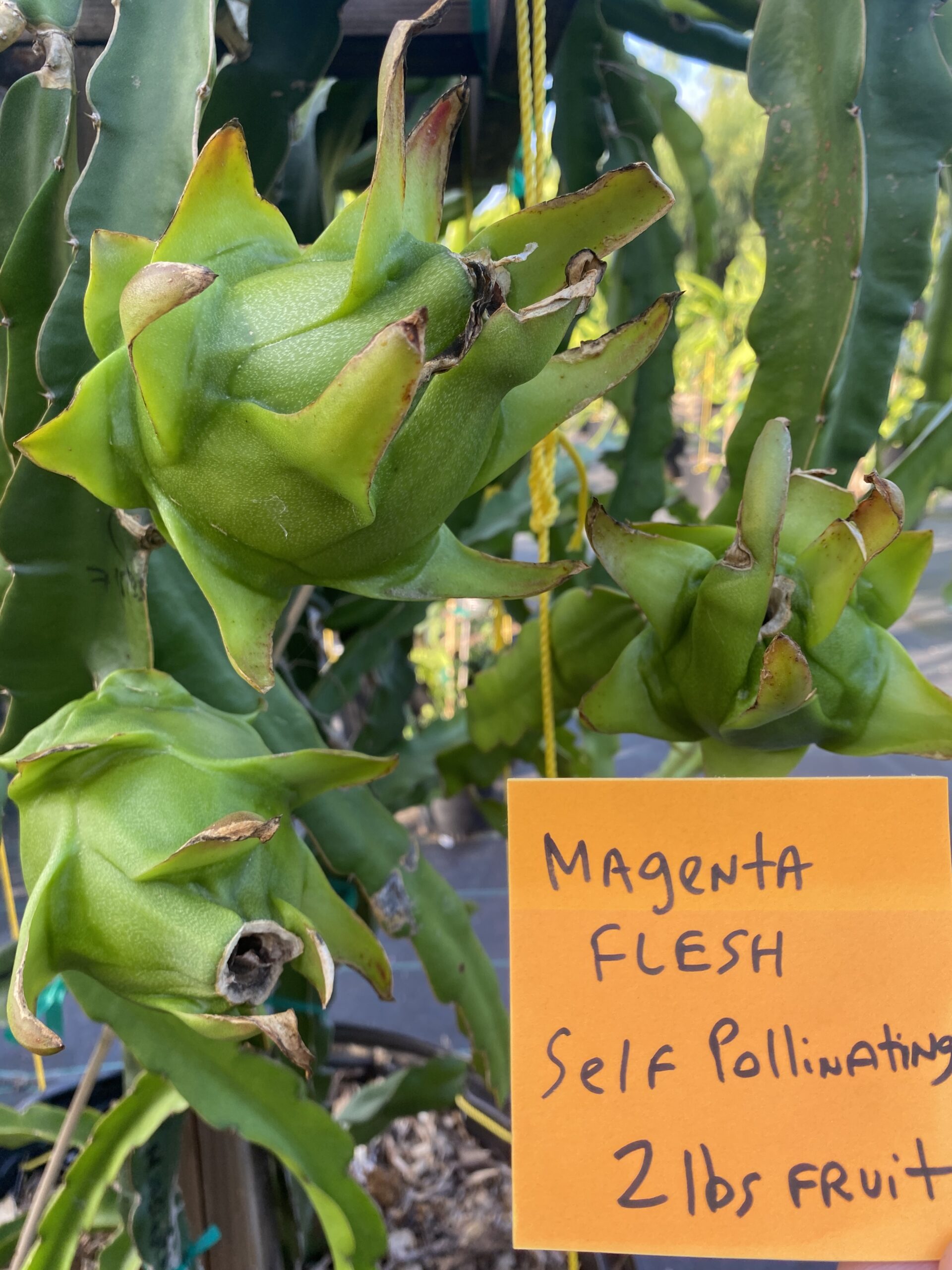Martin — dragon fruit cutting from Shulman Dragon Fruit Orchard, photo 5