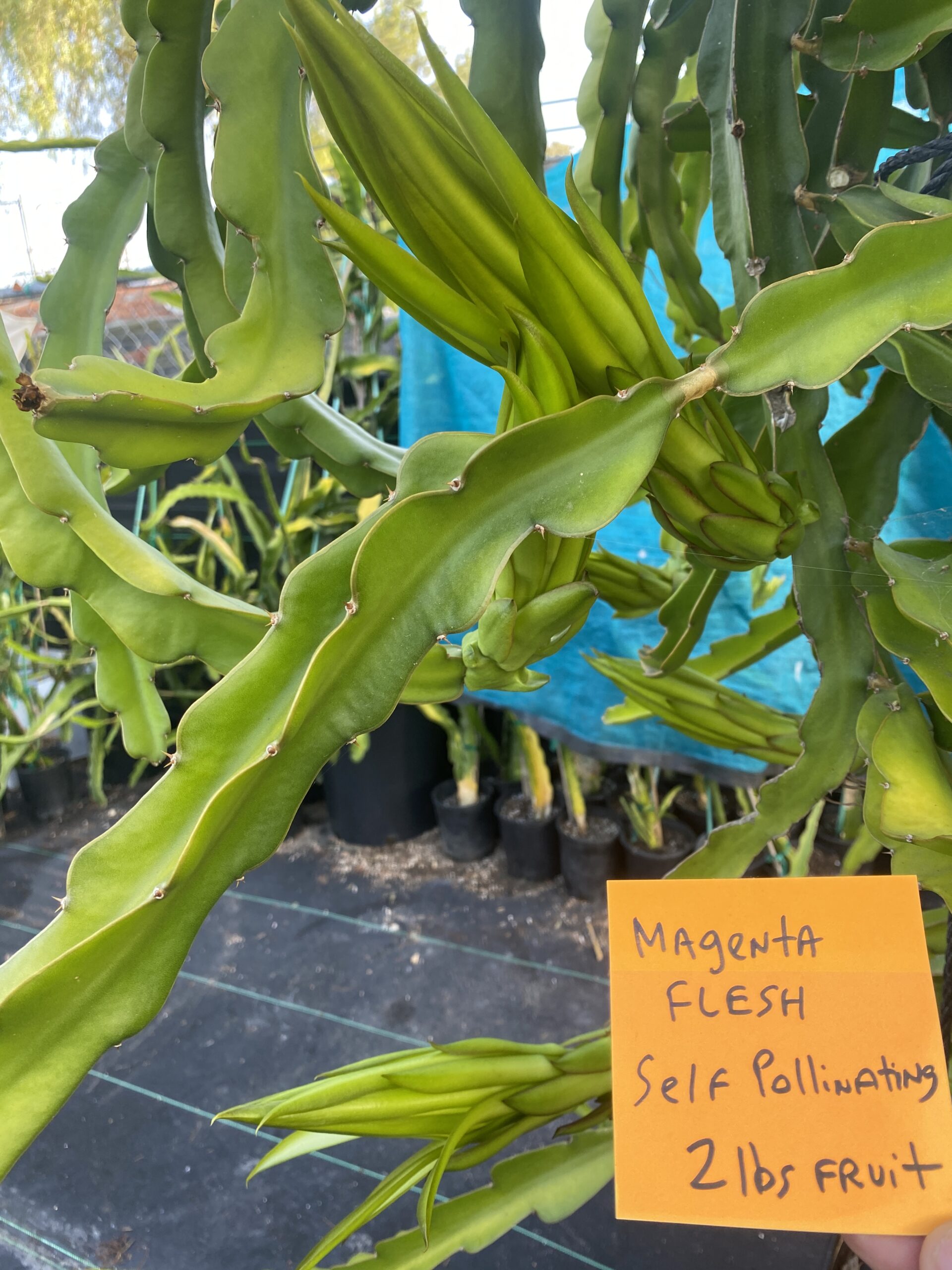 Martin — dragon fruit cutting from Shulman Dragon Fruit Orchard, photo 6