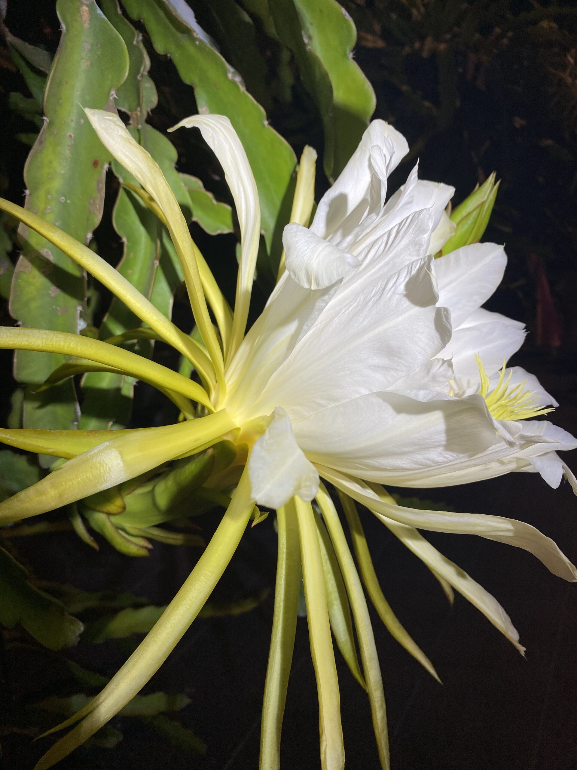 Martin — dragon fruit cutting from Shulman Dragon Fruit Orchard, photo 7