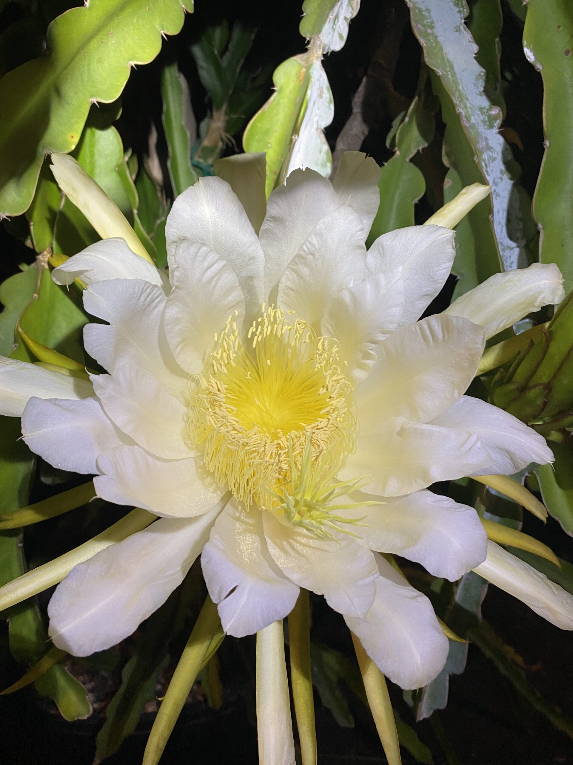 Martin — dragon fruit cutting from Shulman Dragon Fruit Orchard, photo 8