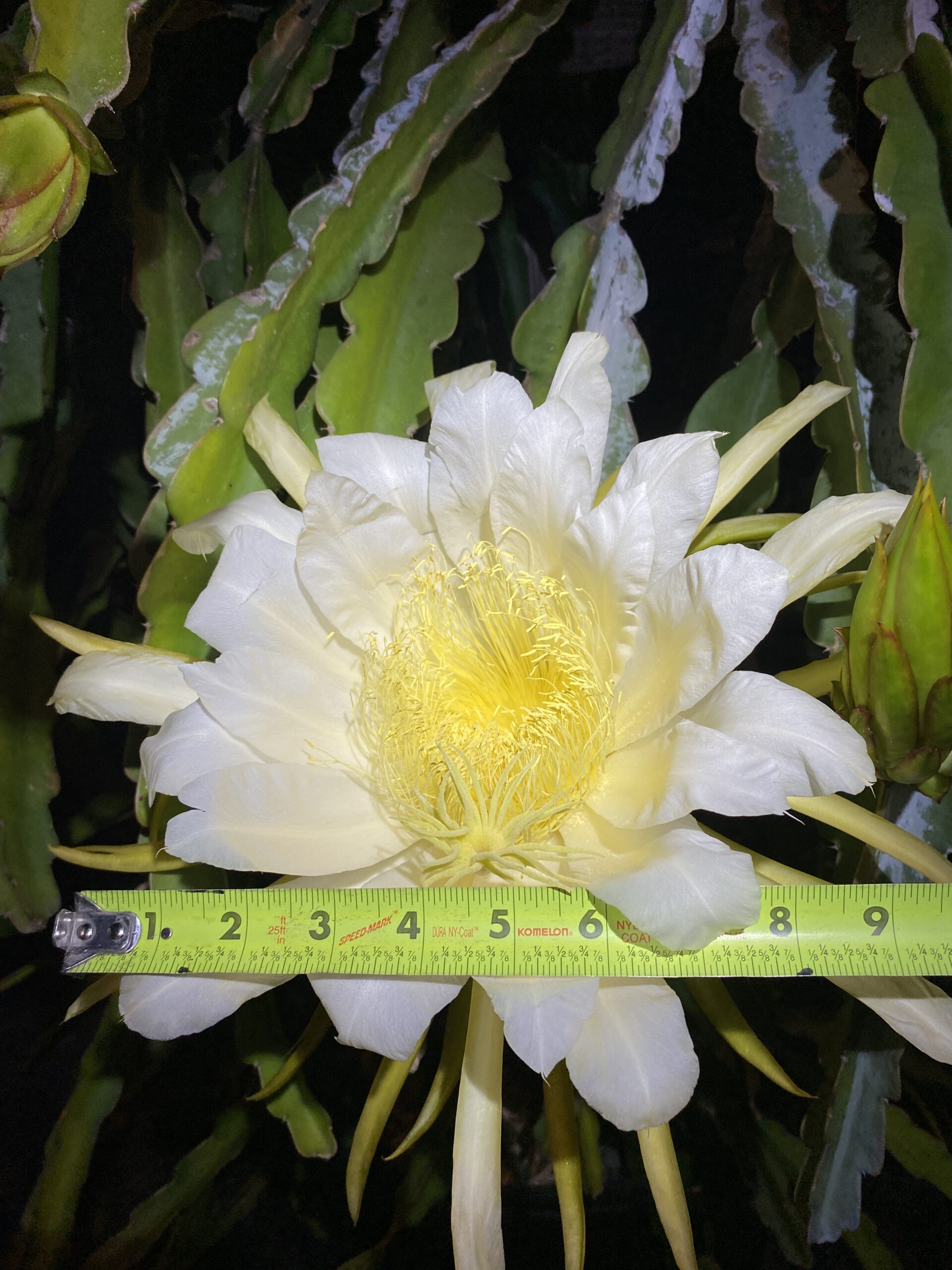 Martin — dragon fruit cutting from Shulman Dragon Fruit Orchard, photo 9