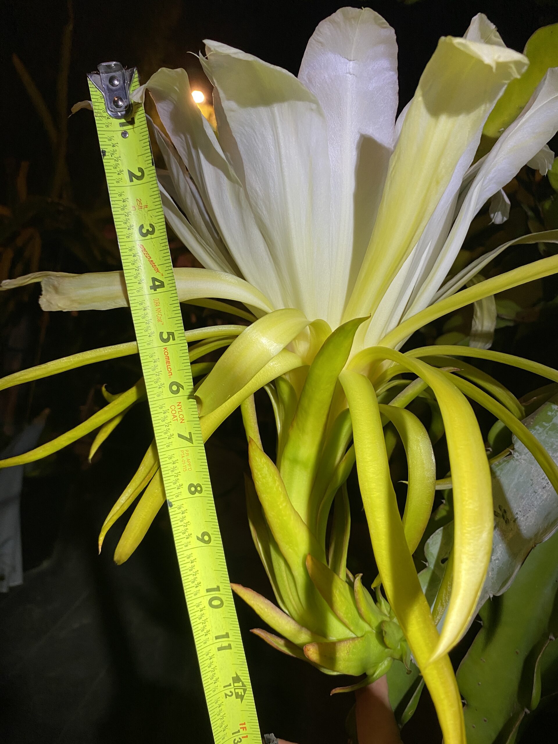 Martin — dragon fruit cutting from Shulman Dragon Fruit Orchard, photo 10