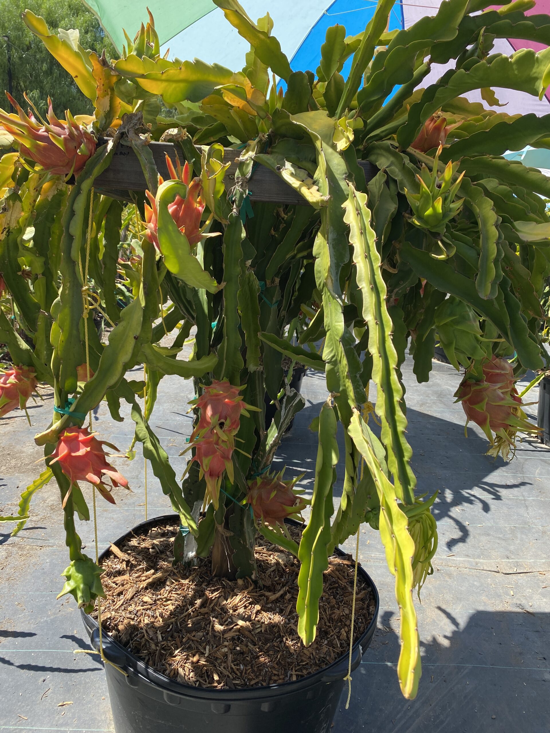 Martin — dragon fruit cutting from Shulman Dragon Fruit Orchard, photo 11