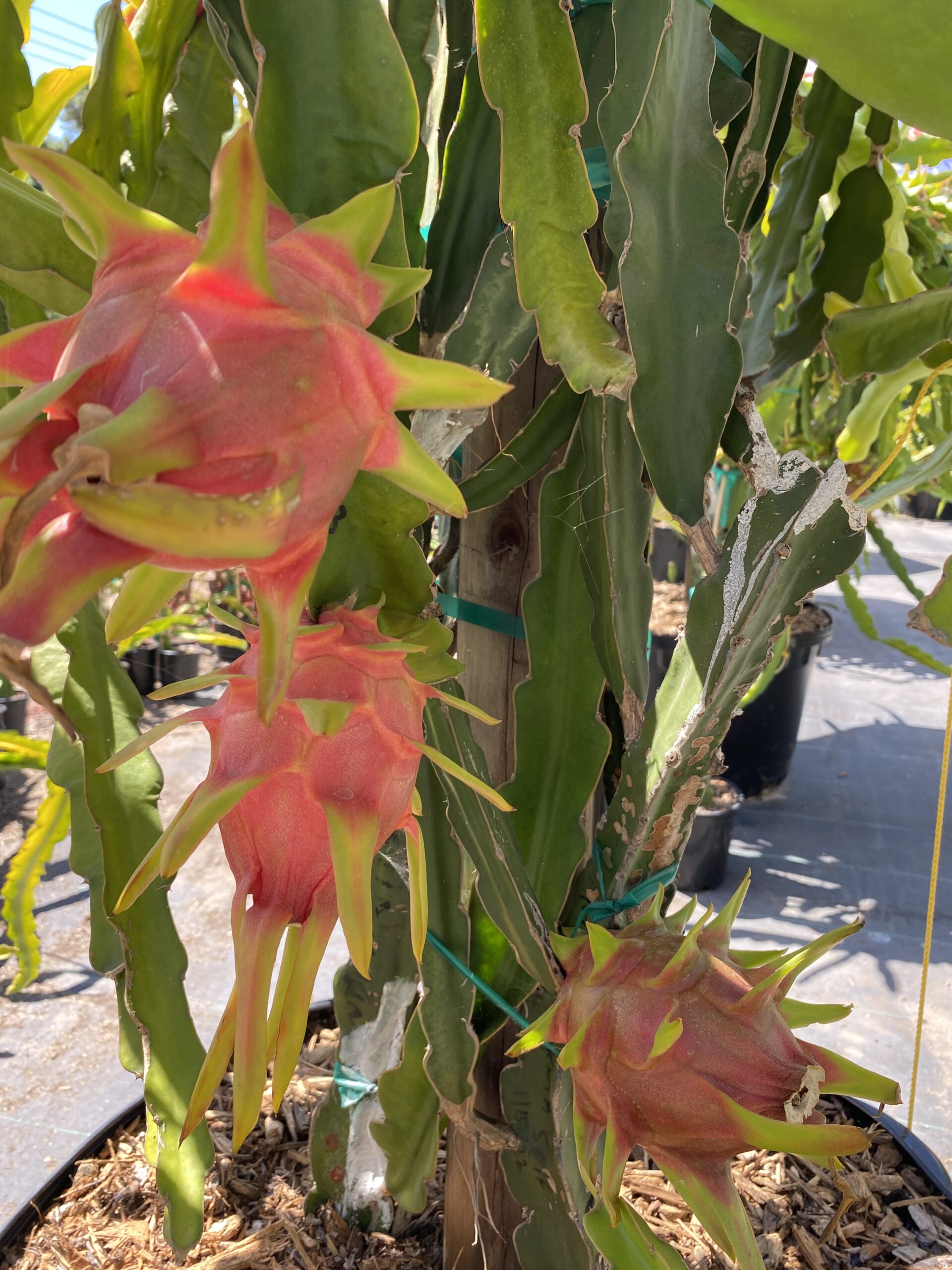 Martin — dragon fruit cutting from Shulman Dragon Fruit Orchard, photo 12