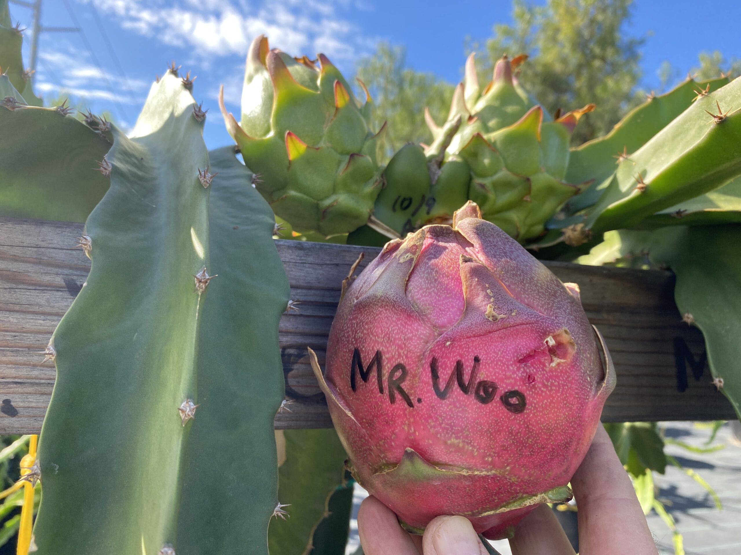 Mr. Woo — dragon fruit cutting from Shulman Dragon Fruit Orchard