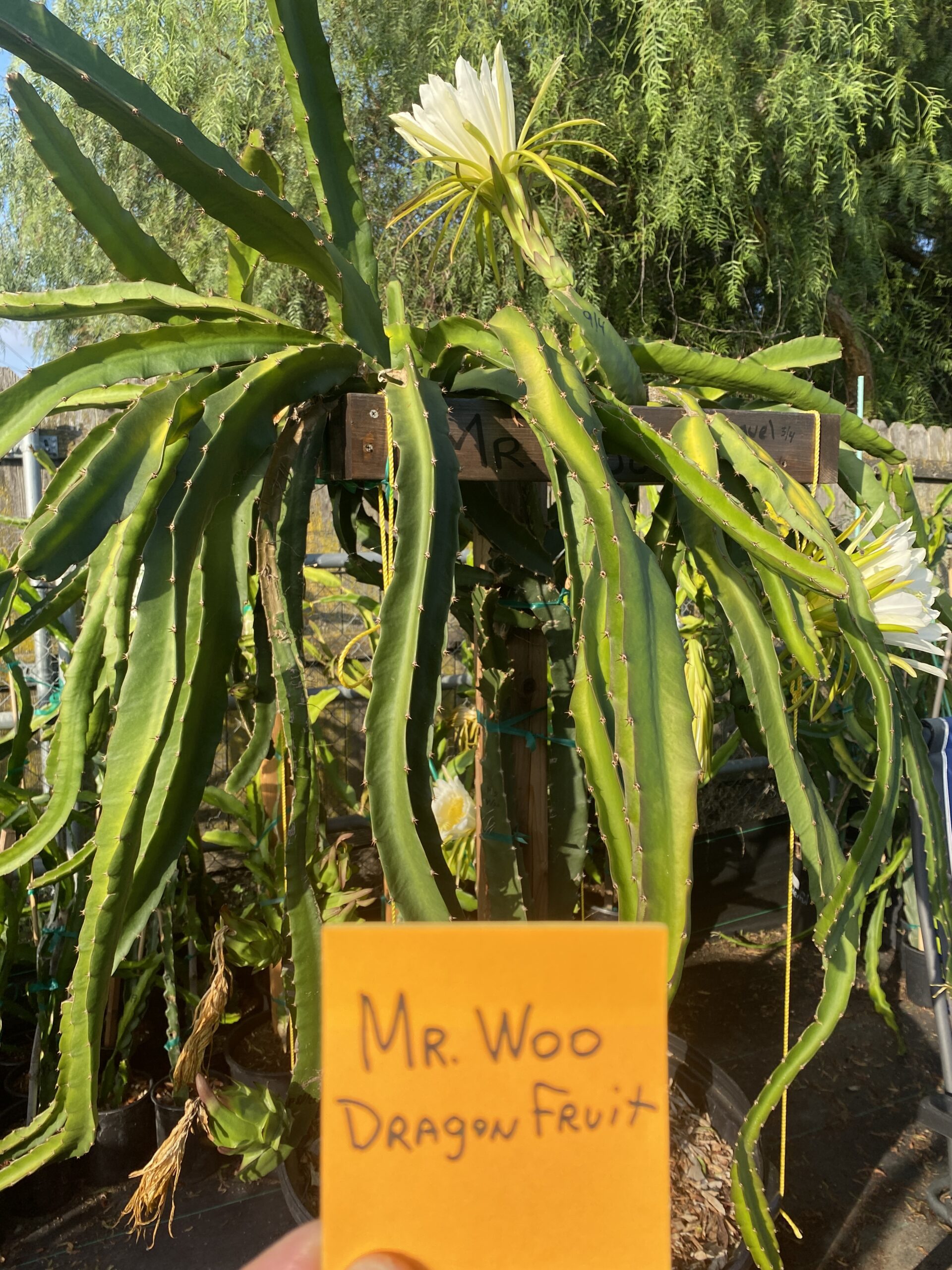 Mr. Woo — dragon fruit cutting from Shulman Dragon Fruit Orchard, photo 3