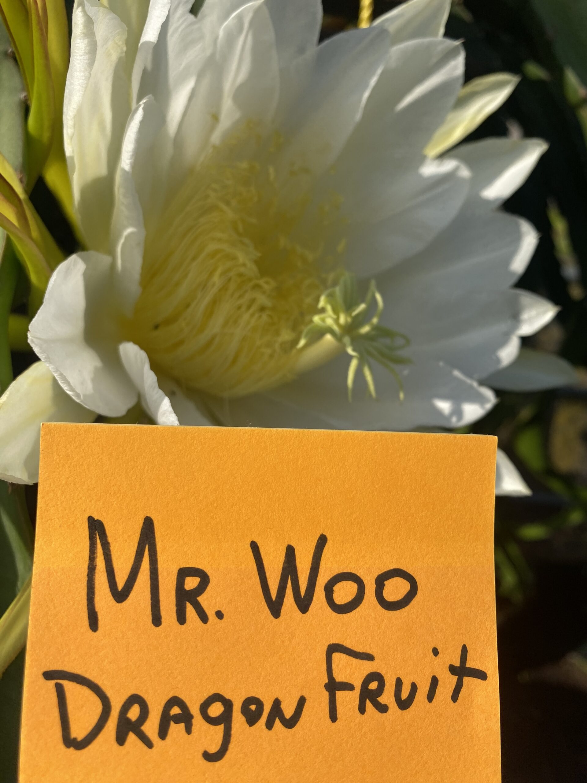 Mr. Woo — dragon fruit cutting from Shulman Dragon Fruit Orchard, photo 4