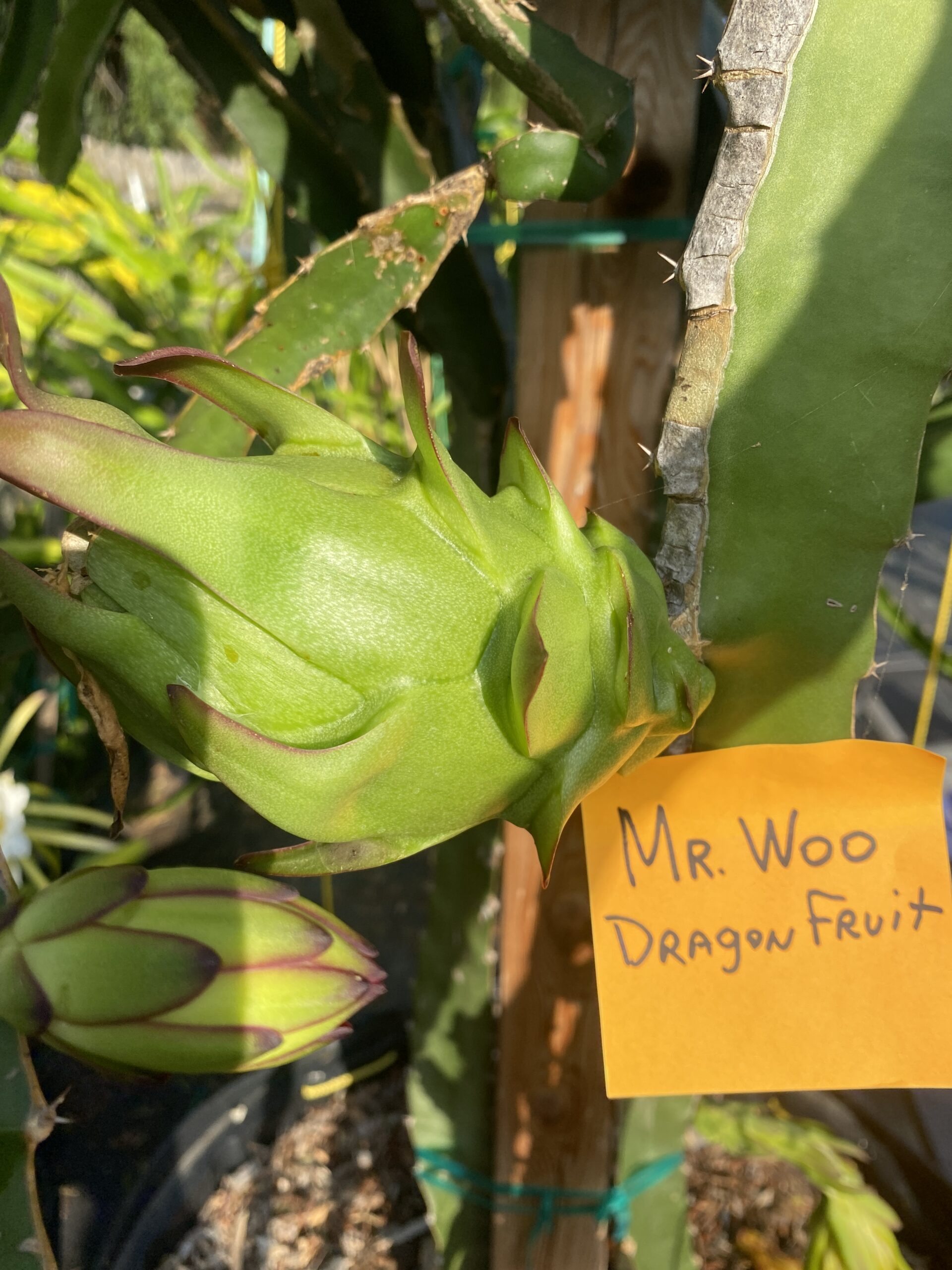Mr. Woo — dragon fruit cutting from Shulman Dragon Fruit Orchard, photo 5