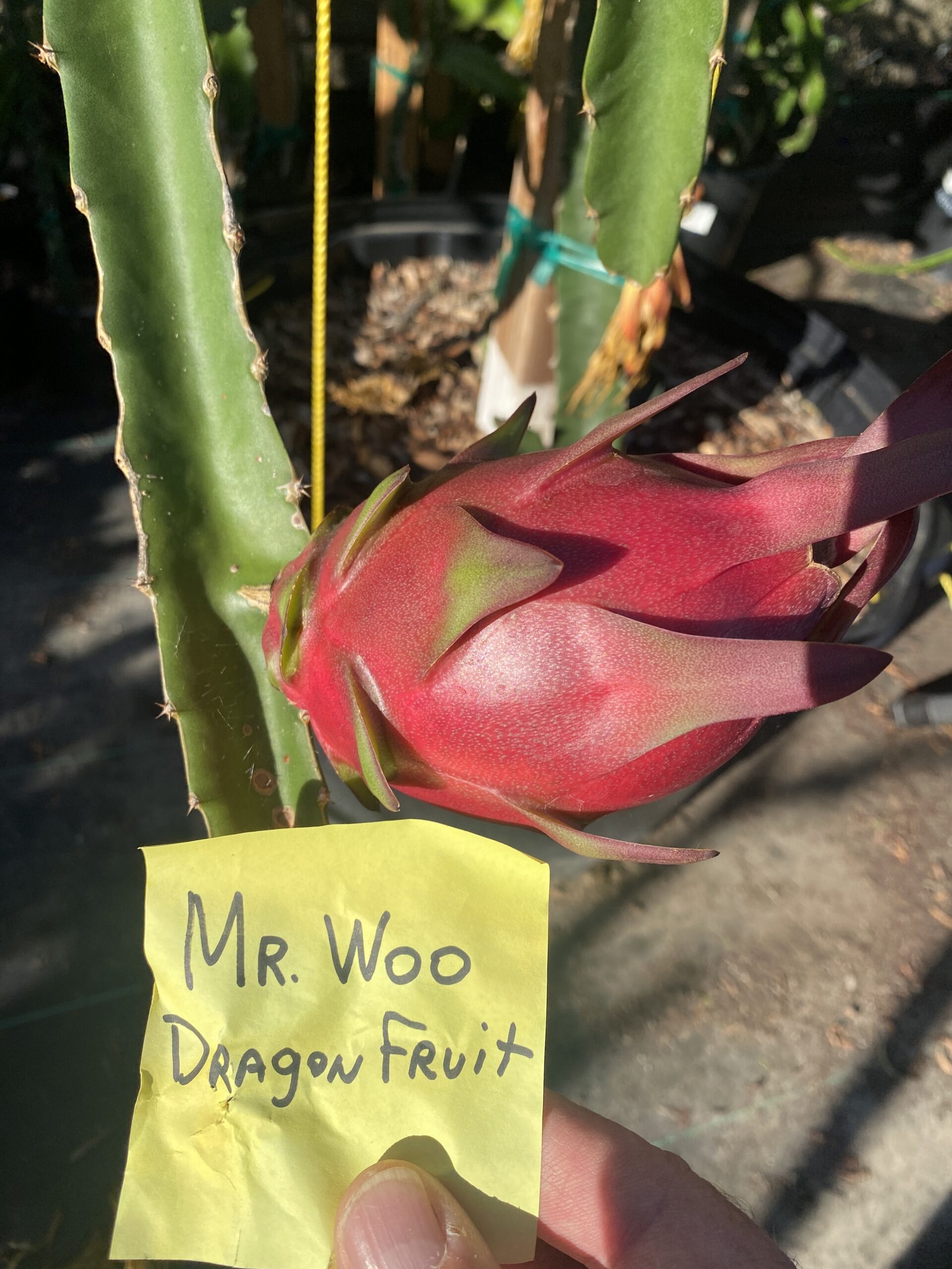 Mr. Woo — dragon fruit cutting from Shulman Dragon Fruit Orchard, photo 6