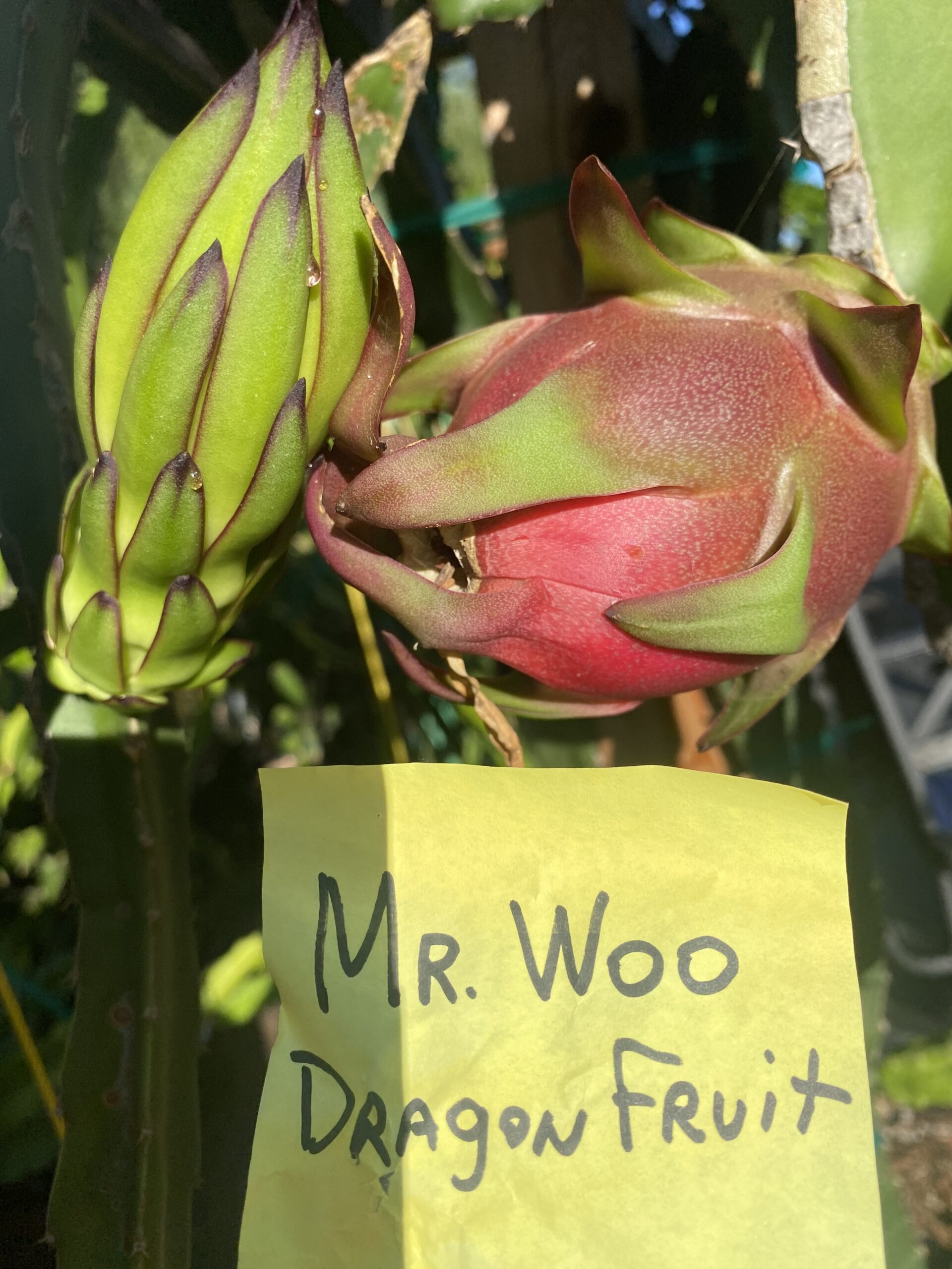 Mr. Woo — dragon fruit cutting from Shulman Dragon Fruit Orchard, photo 7