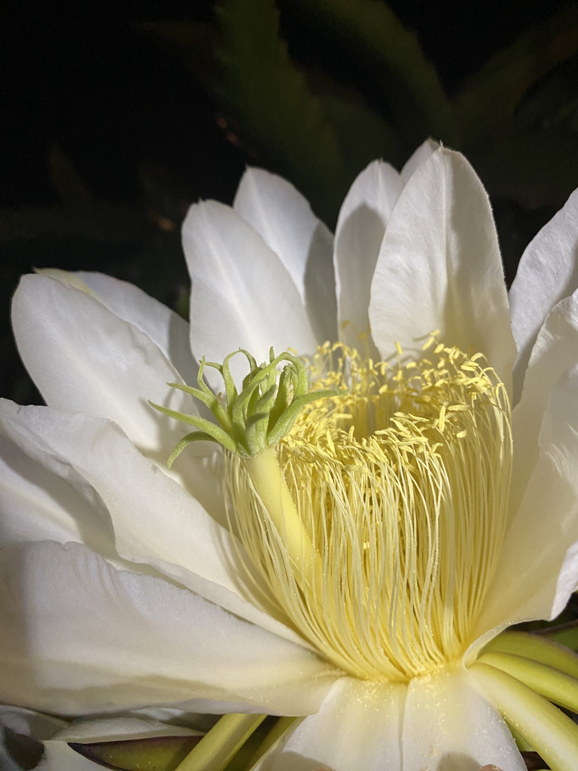 Mr. Woo — dragon fruit cutting from Shulman Dragon Fruit Orchard, photo 8