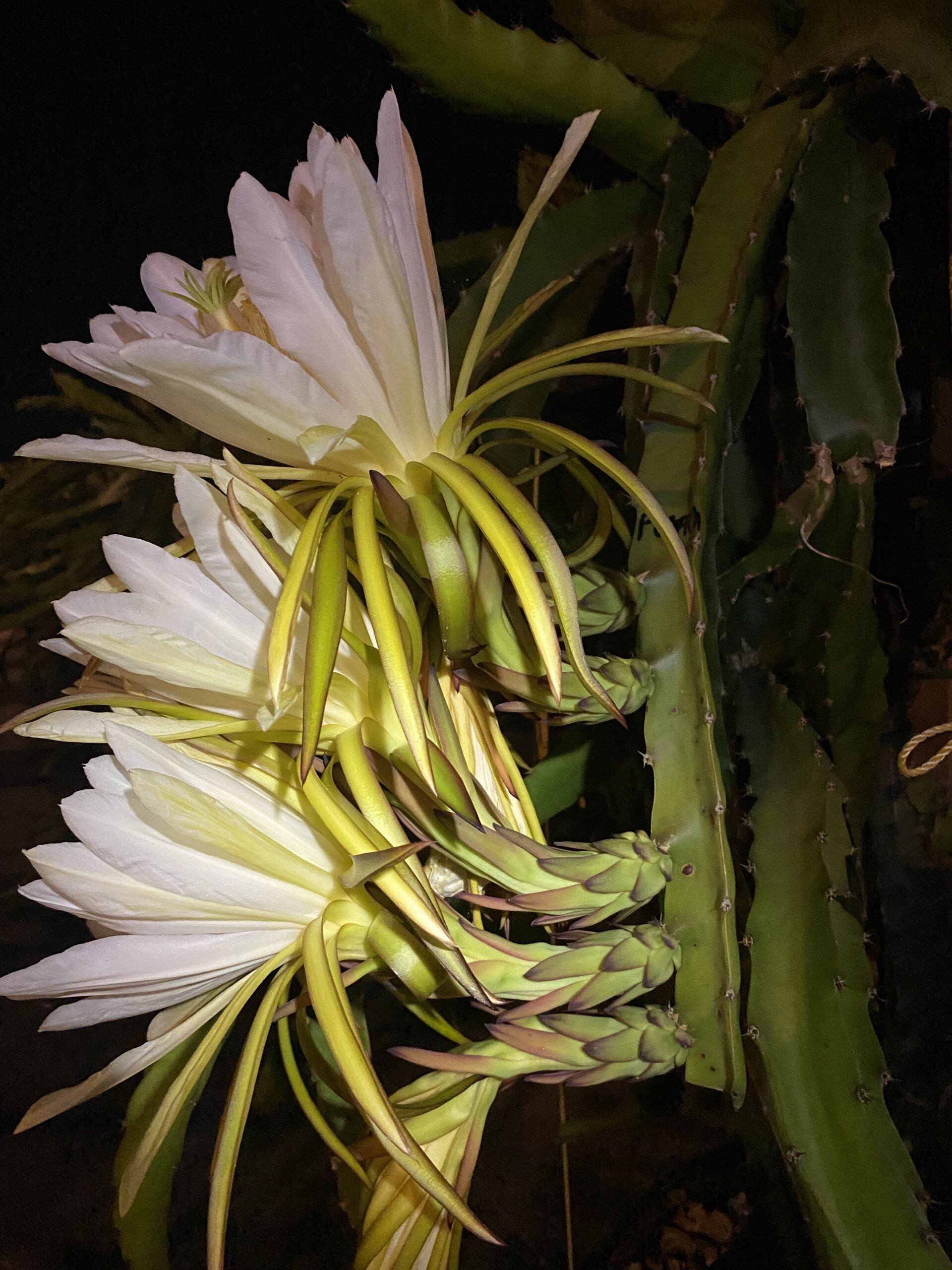 Mr. Woo — dragon fruit cutting from Shulman Dragon Fruit Orchard, photo 9