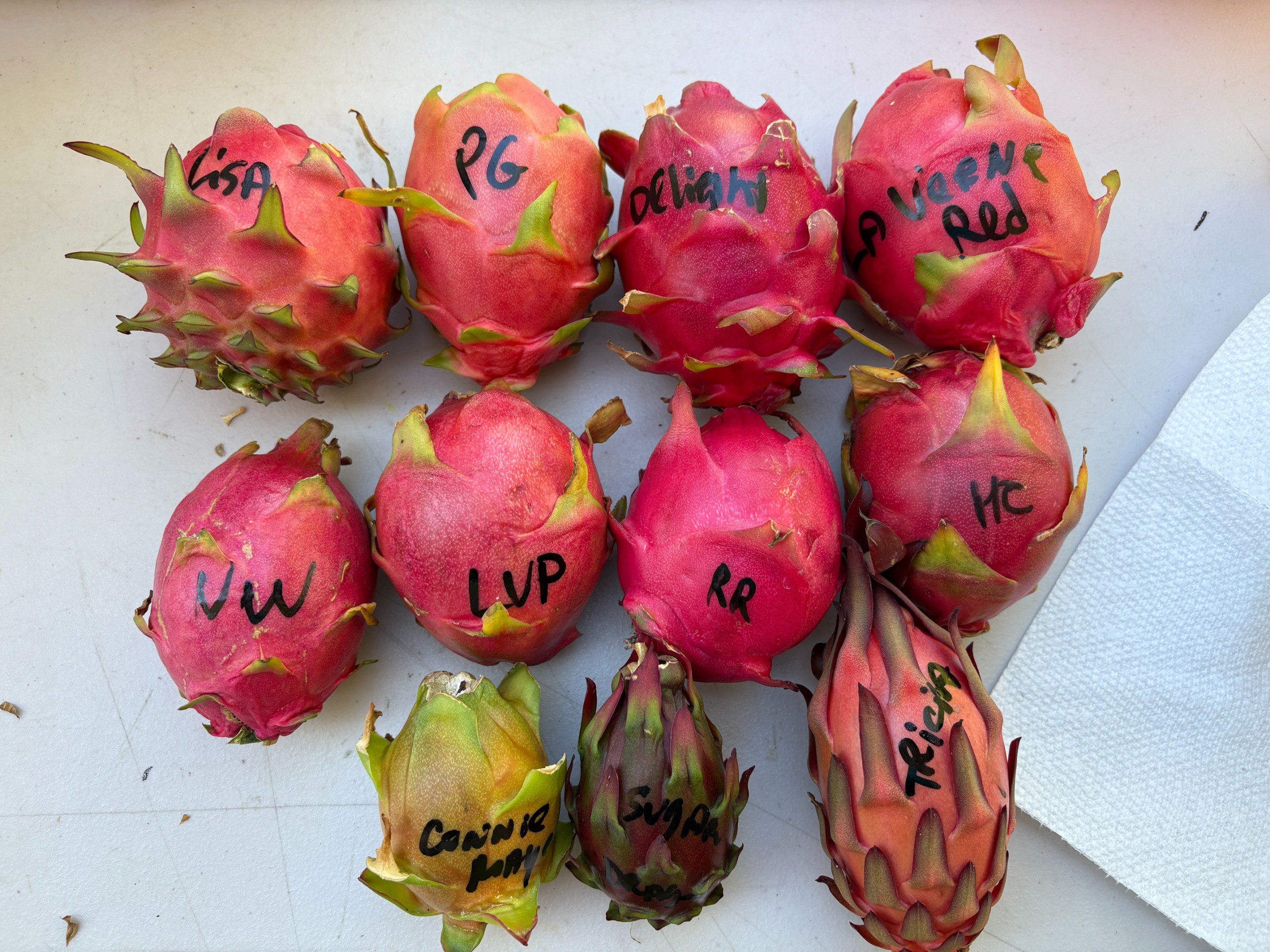 Dragon Fruit mixed varieties - Image 5