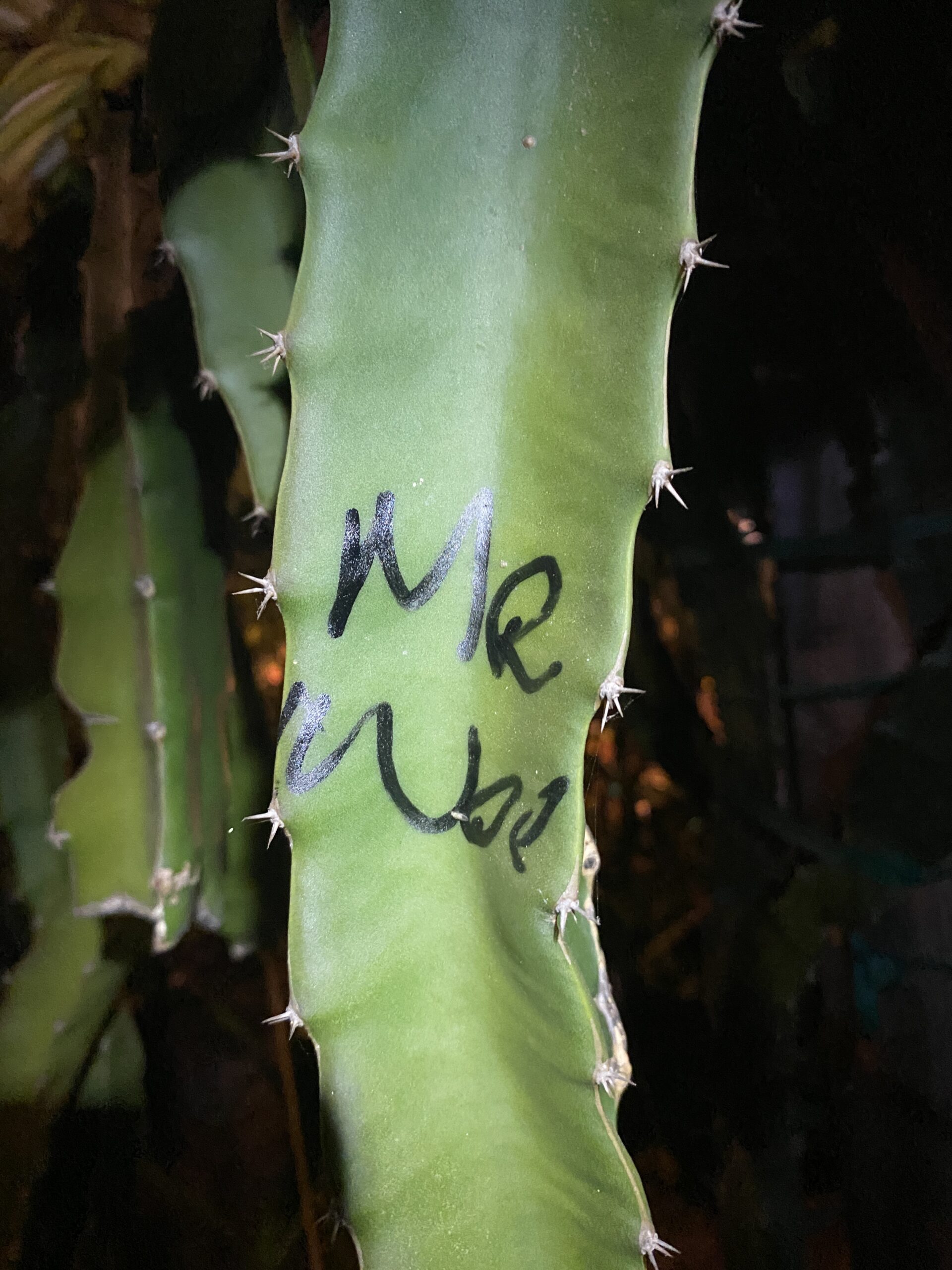 Mr. Woo — dragon fruit cutting from Shulman Dragon Fruit Orchard, photo 10