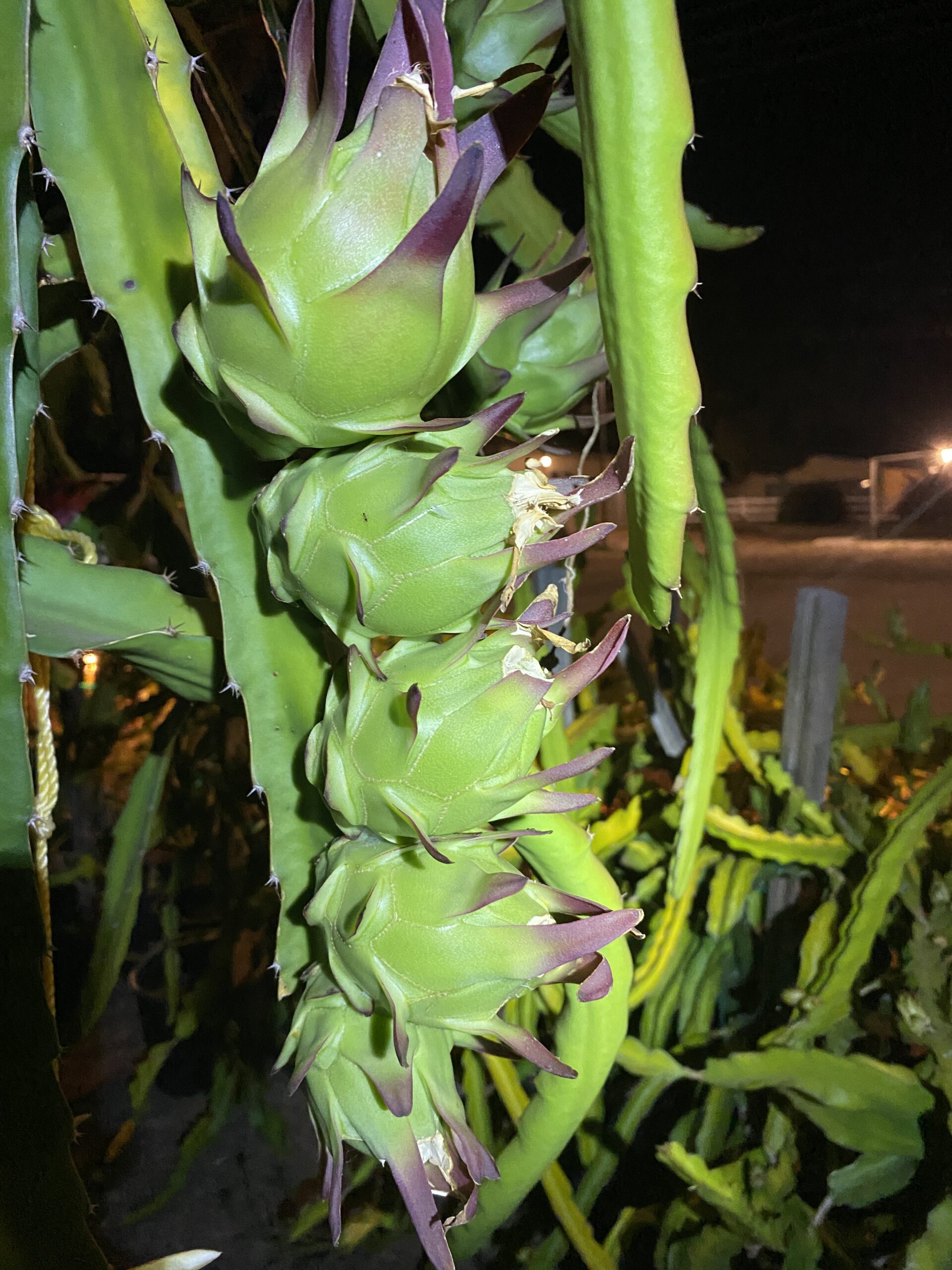 Mr. Woo — dragon fruit cutting from Shulman Dragon Fruit Orchard, photo 11