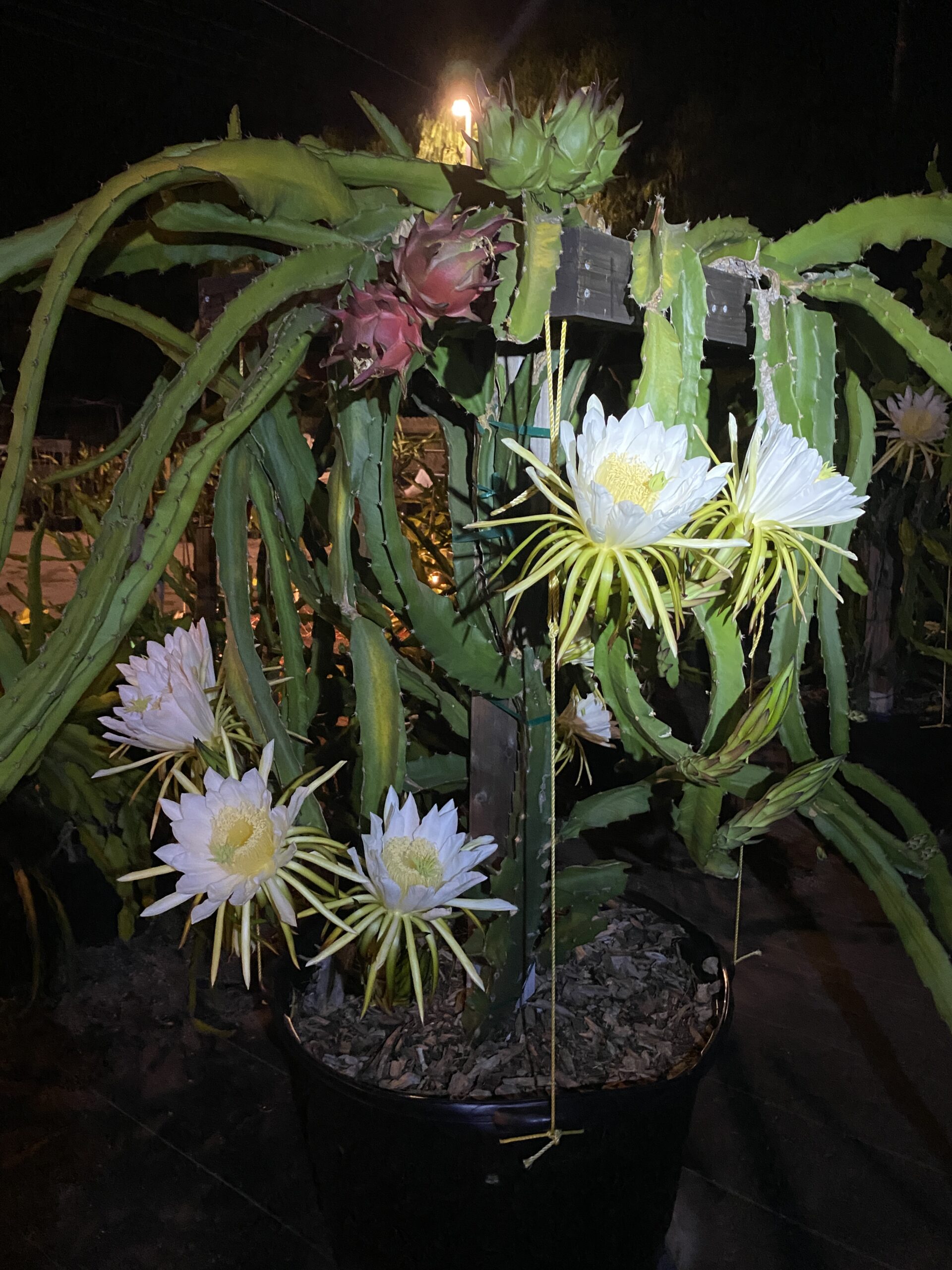 Mr. Woo — dragon fruit cutting from Shulman Dragon Fruit Orchard, photo 12