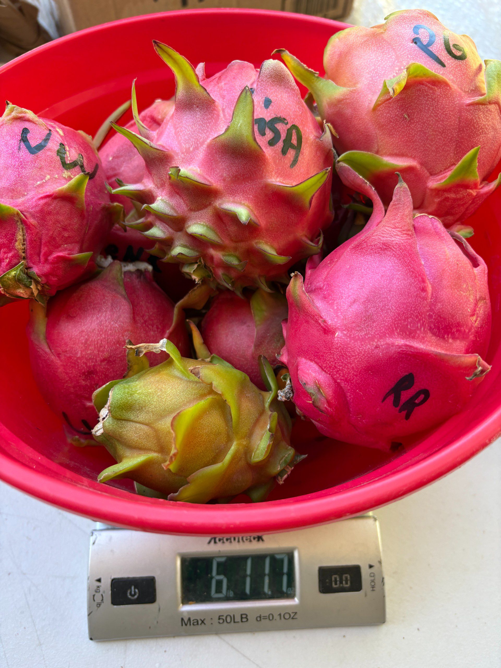 Dragon Fruit mixed varieties - Image 6