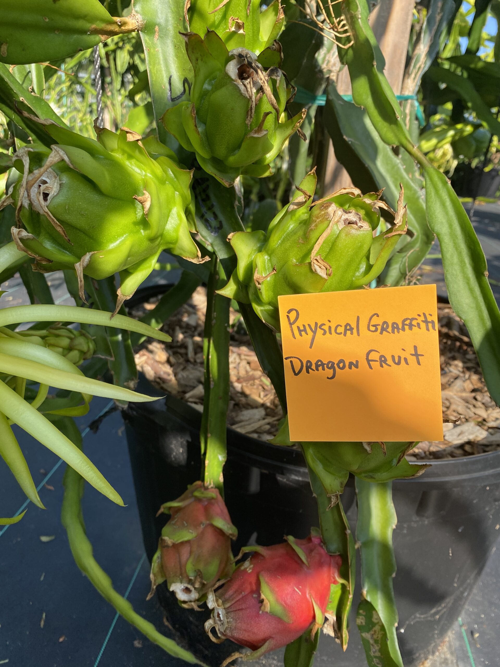 Physical Graffiti — dragon fruit cutting from Shulman Dragon Fruit Orchard