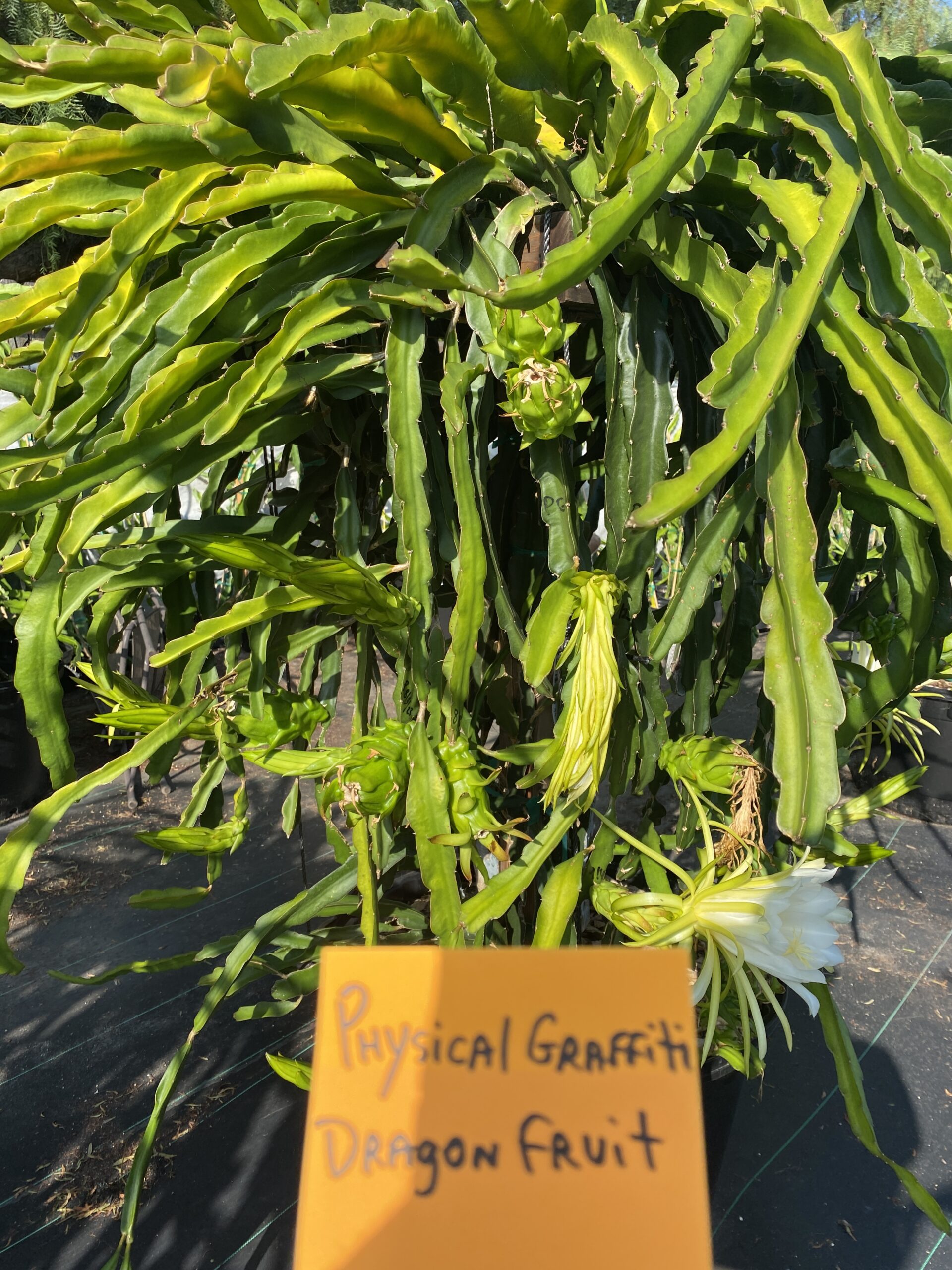 Physical Graffiti — dragon fruit cutting from Shulman Dragon Fruit Orchard, photo 4
