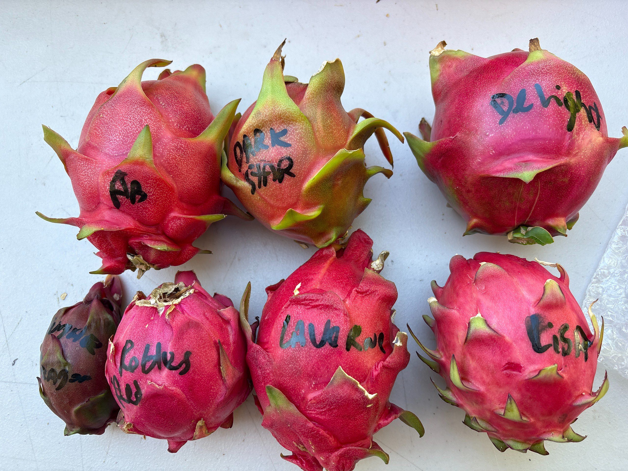 Dragon Fruit mixed varieties - Image 7