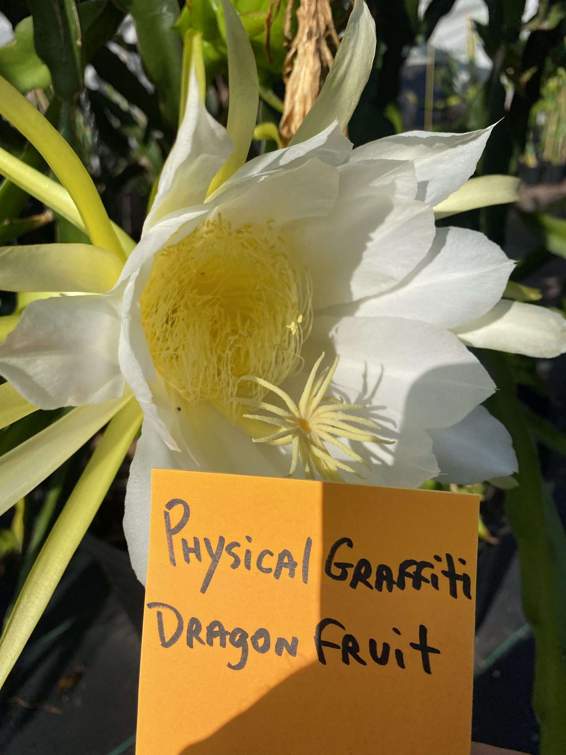 Physical Graffiti — dragon fruit cutting from Shulman Dragon Fruit Orchard, photo 5