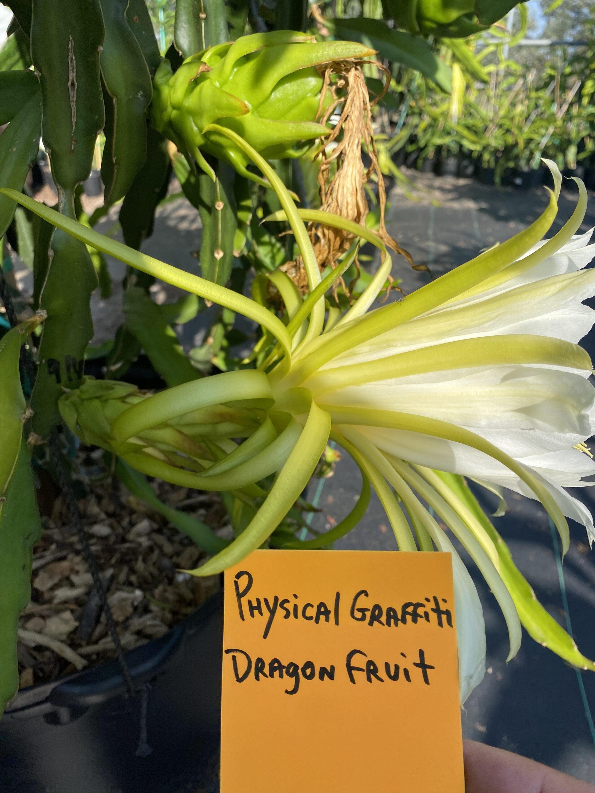 Physical Graffiti — dragon fruit cutting from Shulman Dragon Fruit Orchard, photo 6