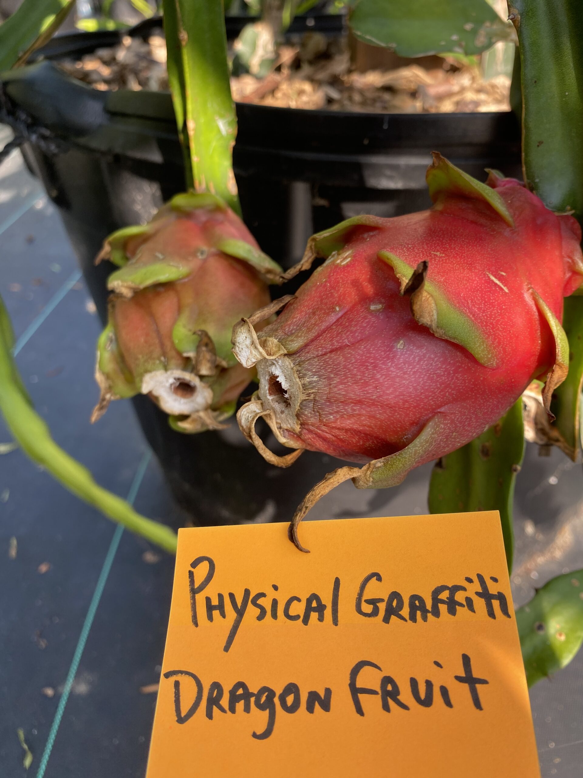 Physical Graffiti — dragon fruit cutting from Shulman Dragon Fruit Orchard, photo 7