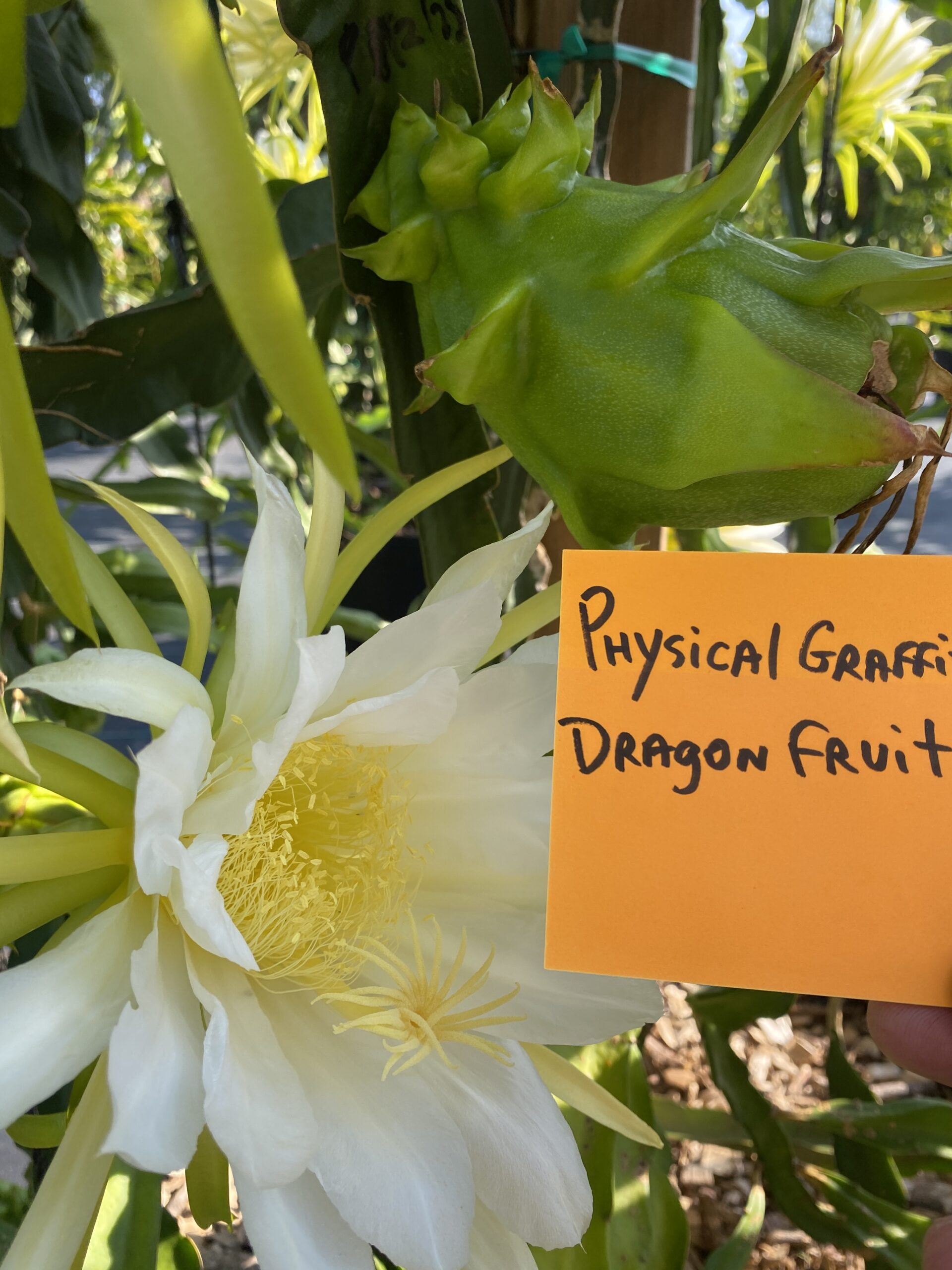 Physical Graffiti — dragon fruit cutting from Shulman Dragon Fruit Orchard, photo 8