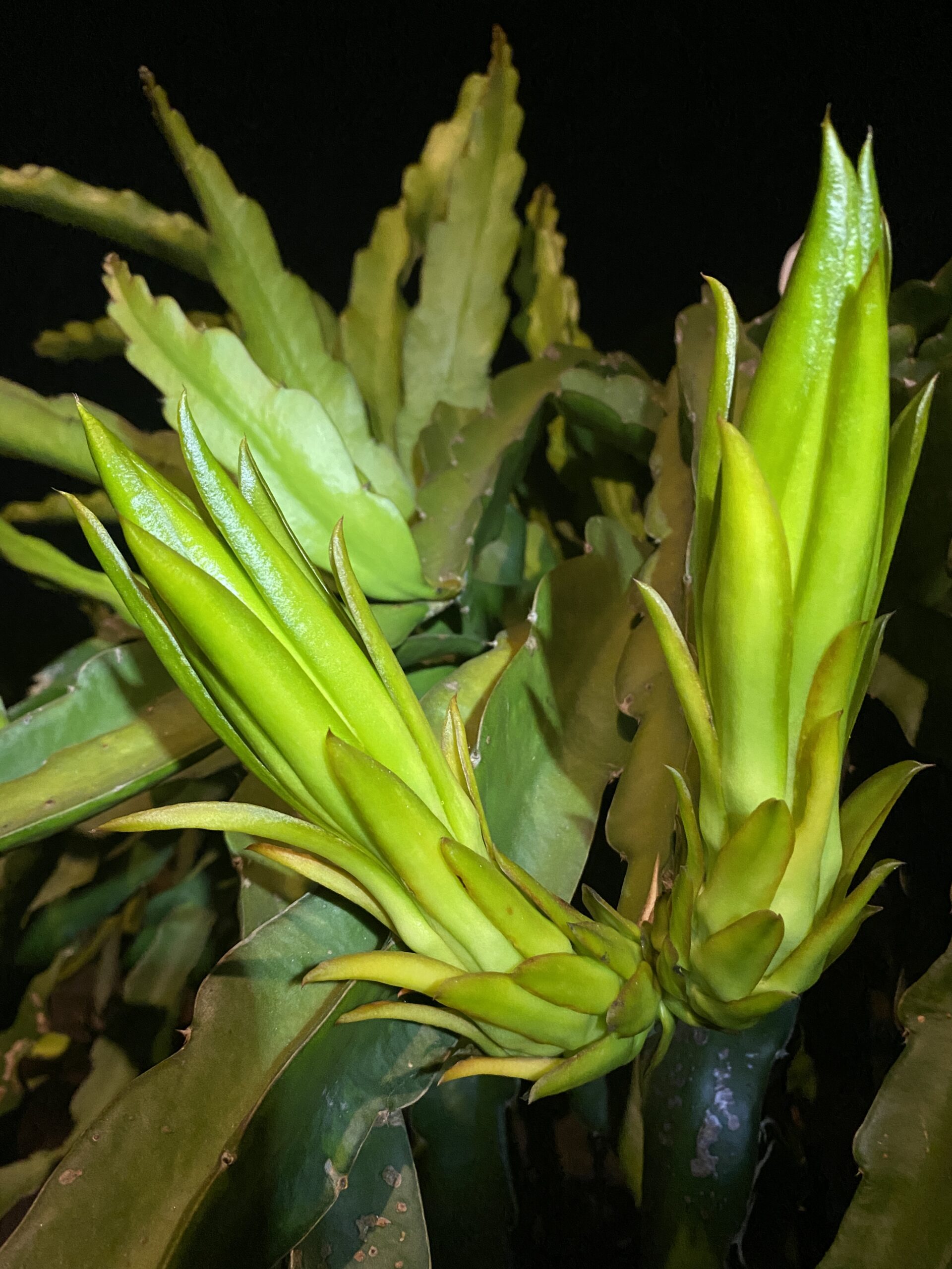 Physical Graffiti — dragon fruit cutting from Shulman Dragon Fruit Orchard, photo 12