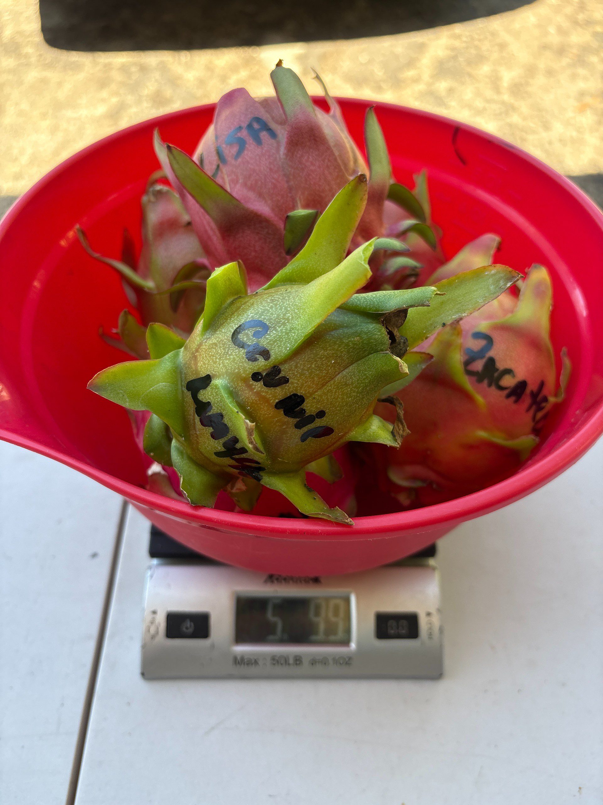 Dragon Fruit mixed varieties - Image 8