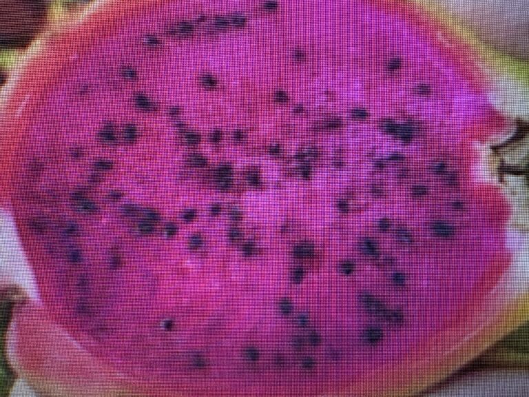 Condor — dragon fruit cutting from Shulman Dragon Fruit Orchard