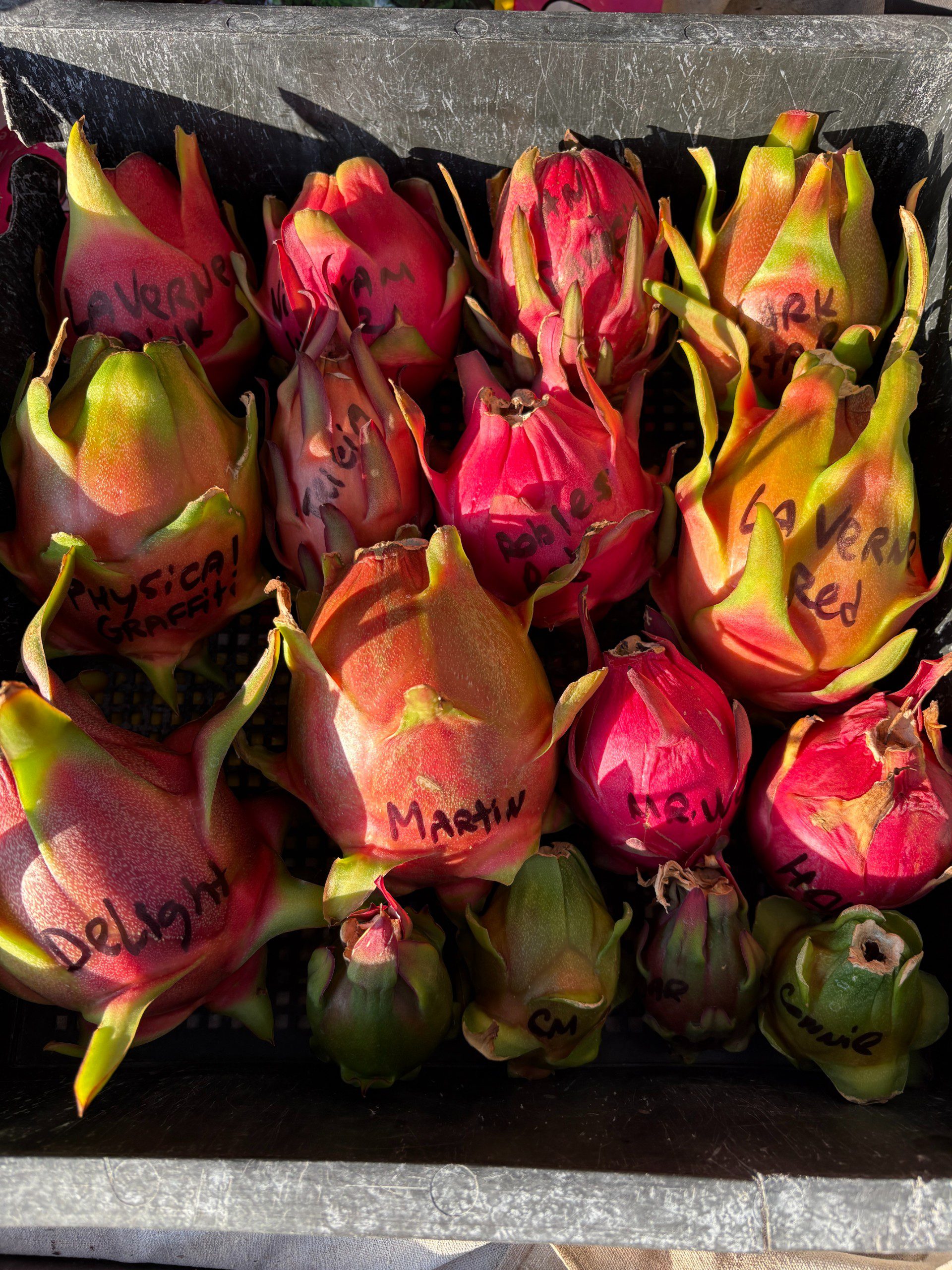 Dragon Fruit mixed varieties - Image 10