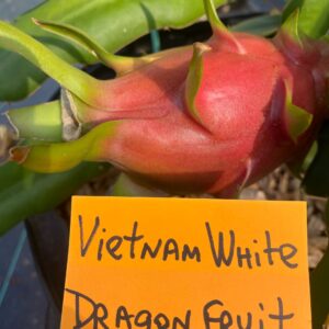 Vietnam White — dragon fruit cutting from Shulman Dragon Fruit Orchard