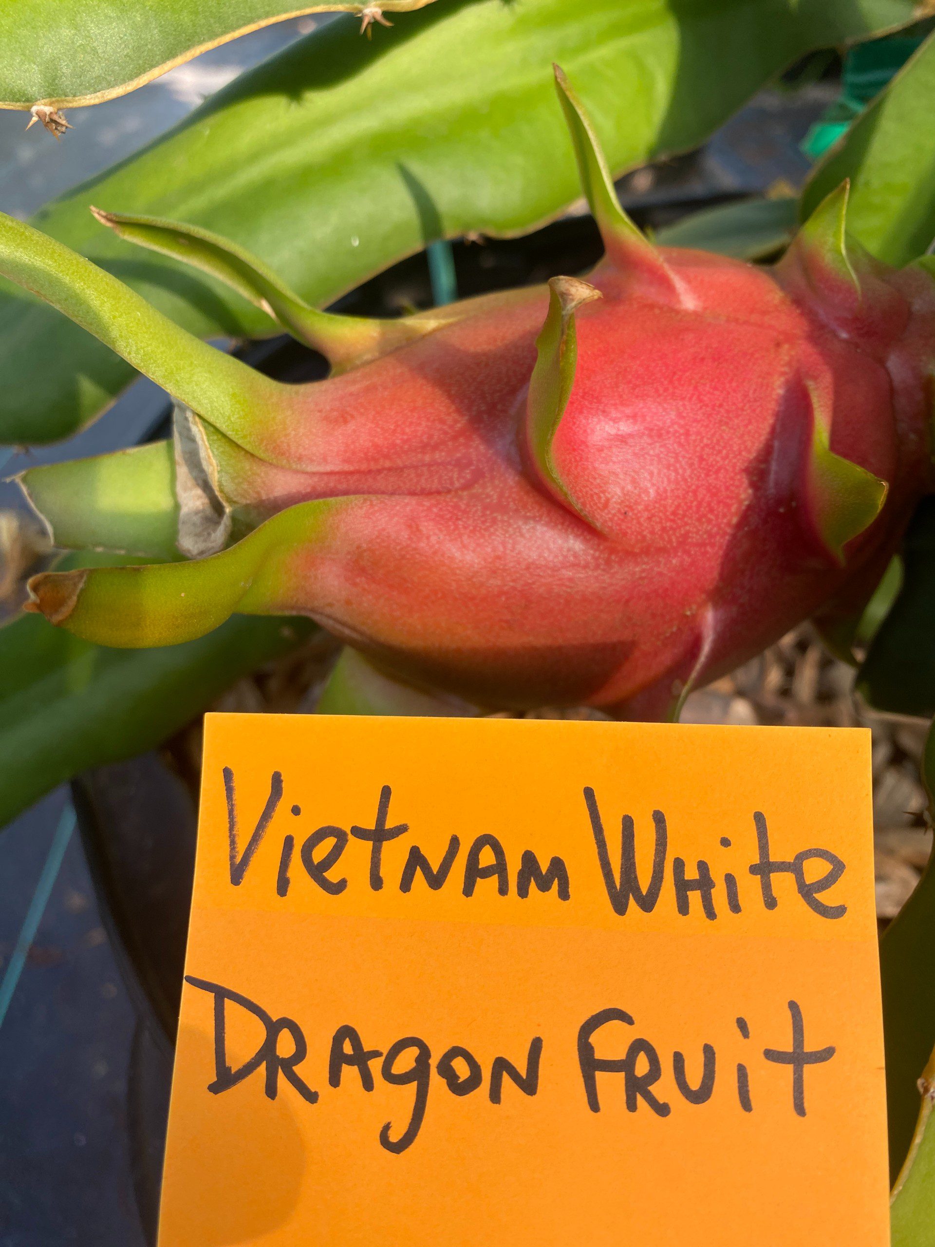 Vietnam White — dragon fruit cutting from Shulman Dragon Fruit Orchard
