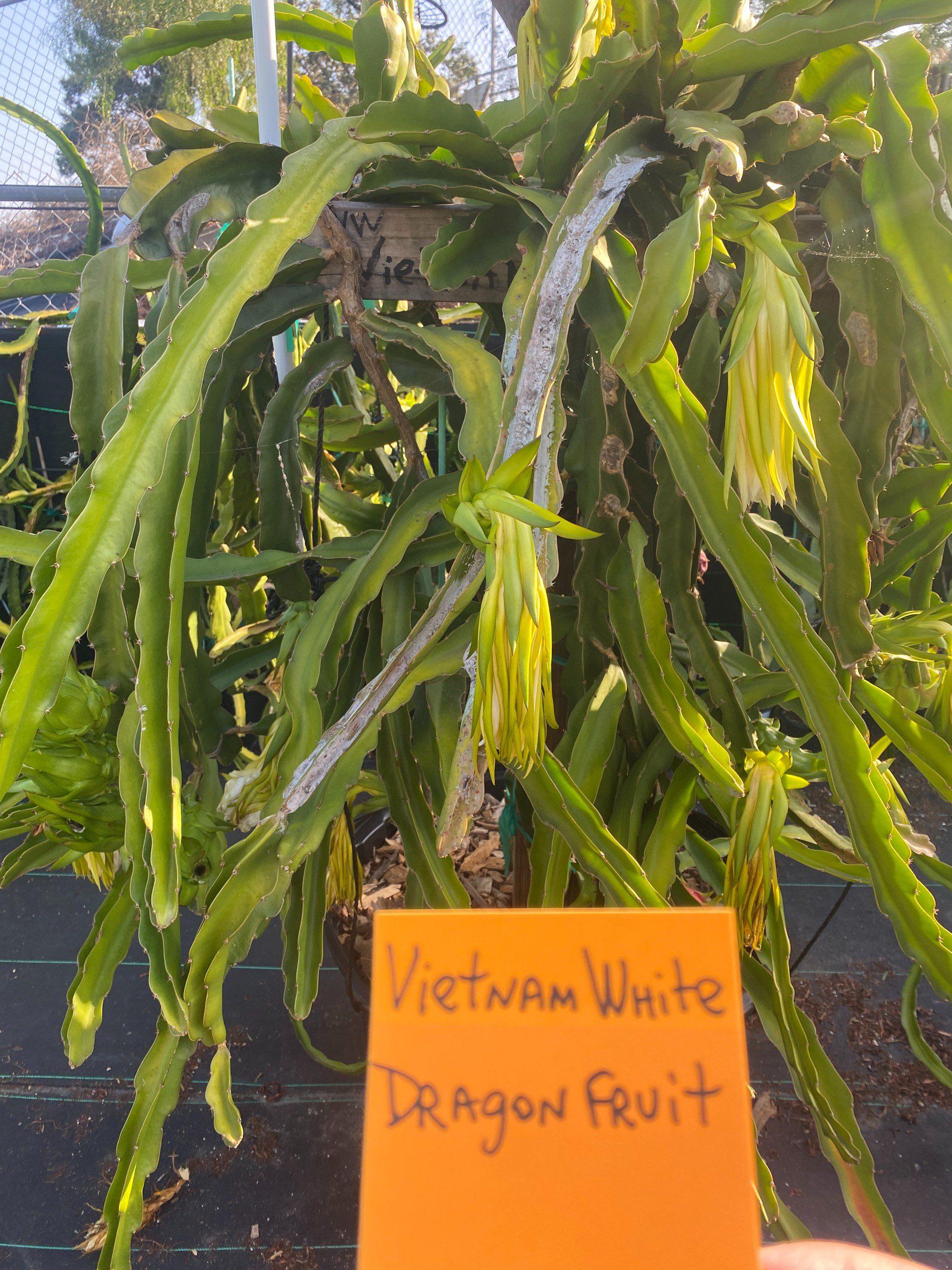 Vietnam White — dragon fruit cutting from Shulman Dragon Fruit Orchard, photo 2