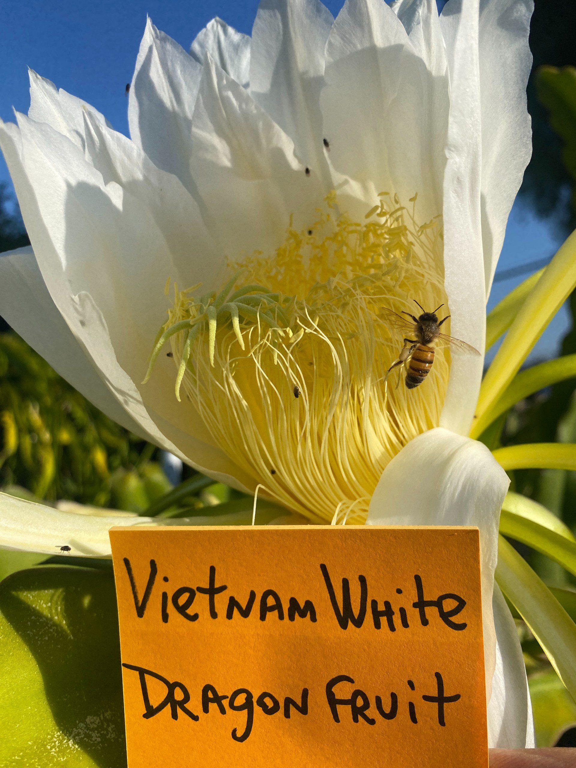 Vietnam White — dragon fruit cutting from Shulman Dragon Fruit Orchard, photo 3