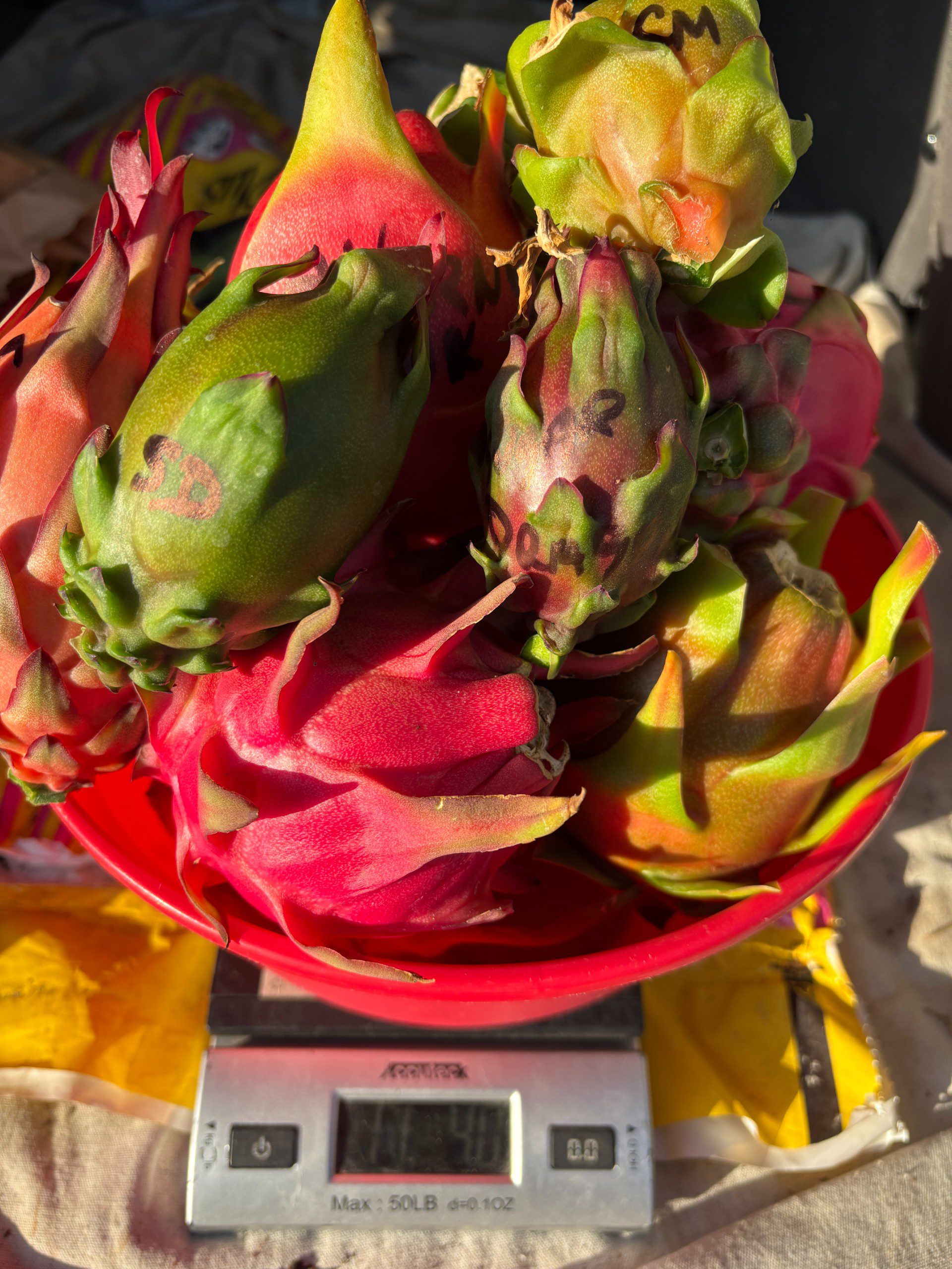 Dragon Fruit mixed varieties - Image 11
