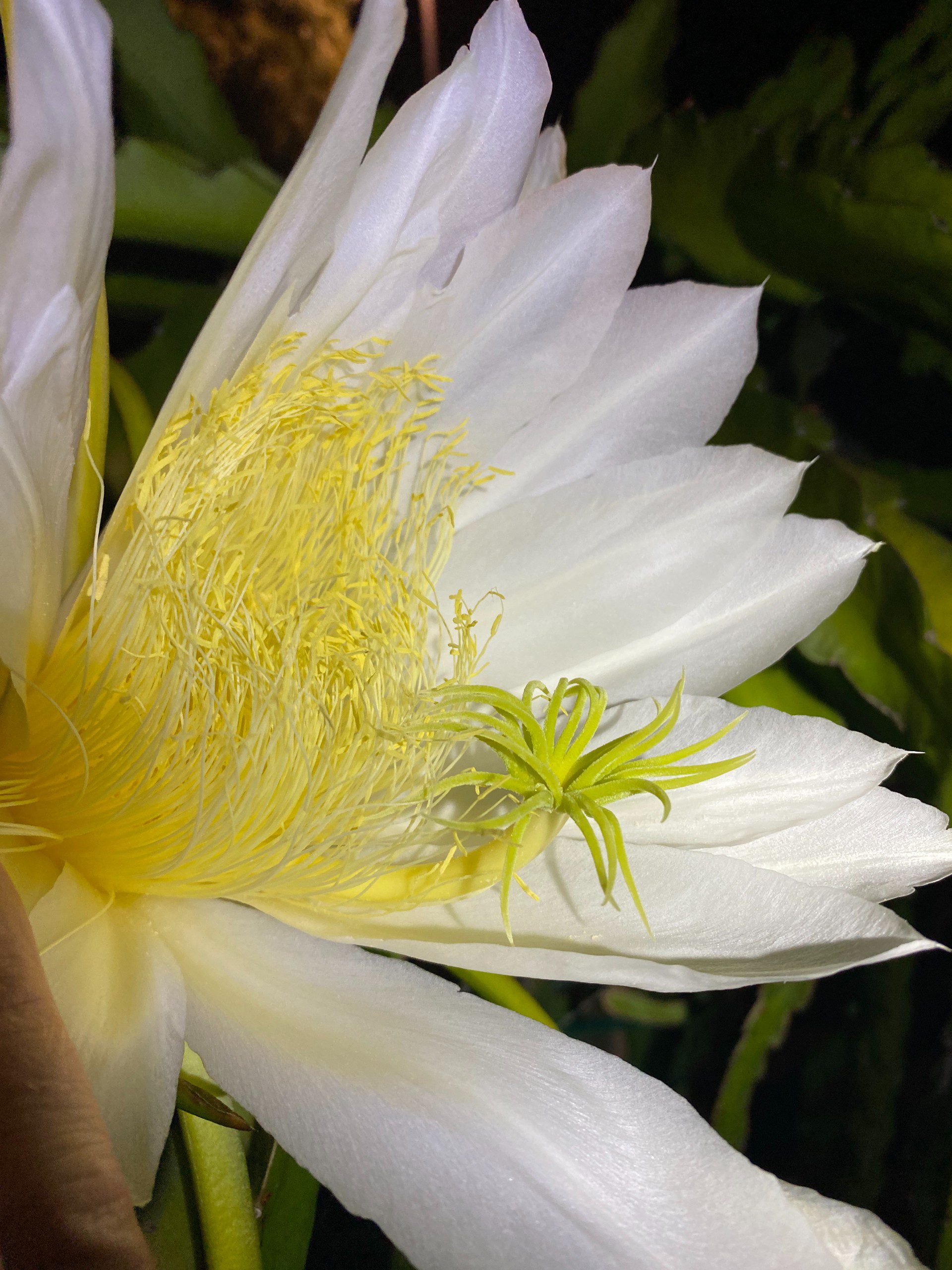 Vietnam White — dragon fruit cutting from Shulman Dragon Fruit Orchard, photo 4