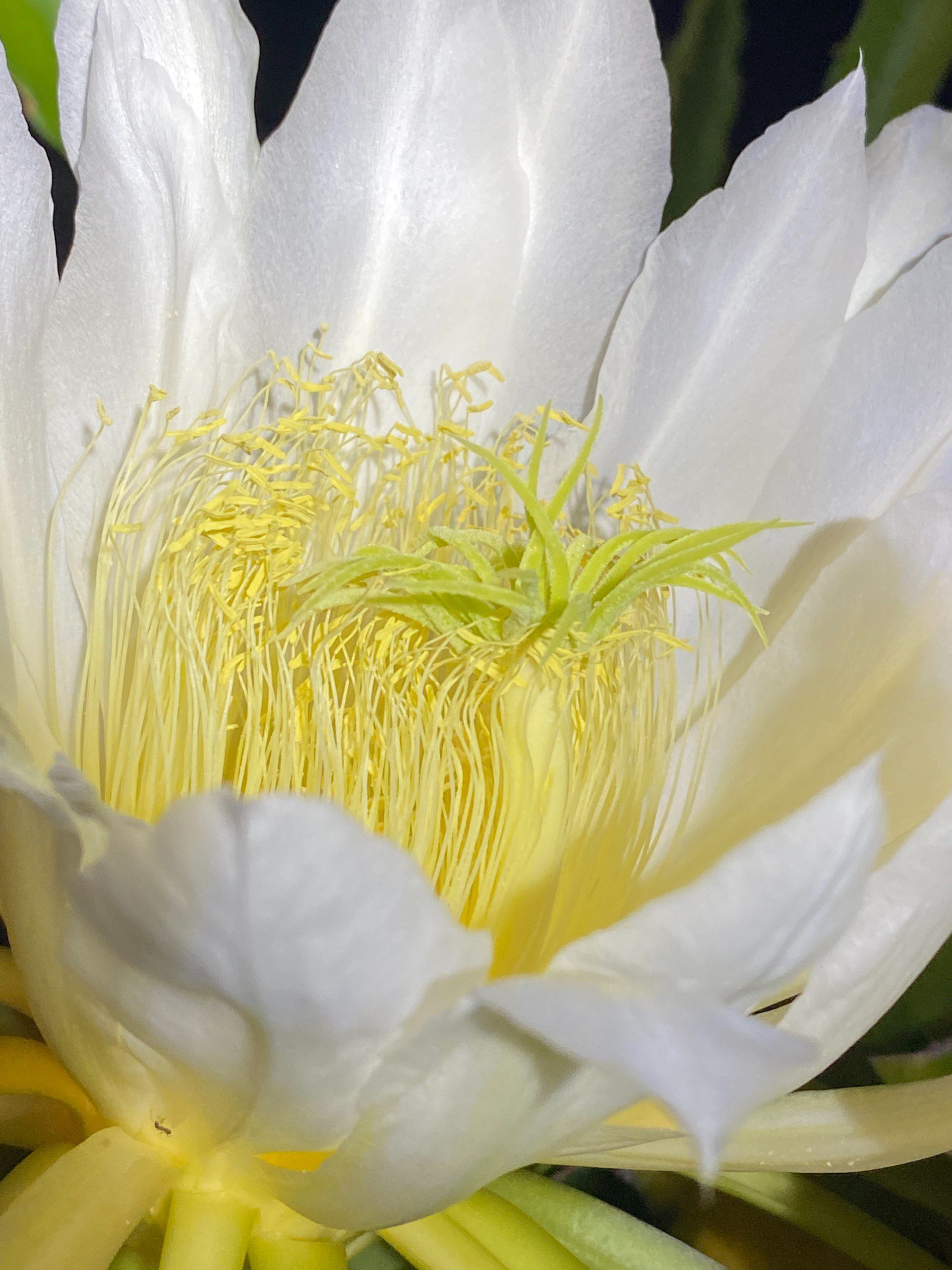 Vietnam White — dragon fruit cutting from Shulman Dragon Fruit Orchard, photo 5