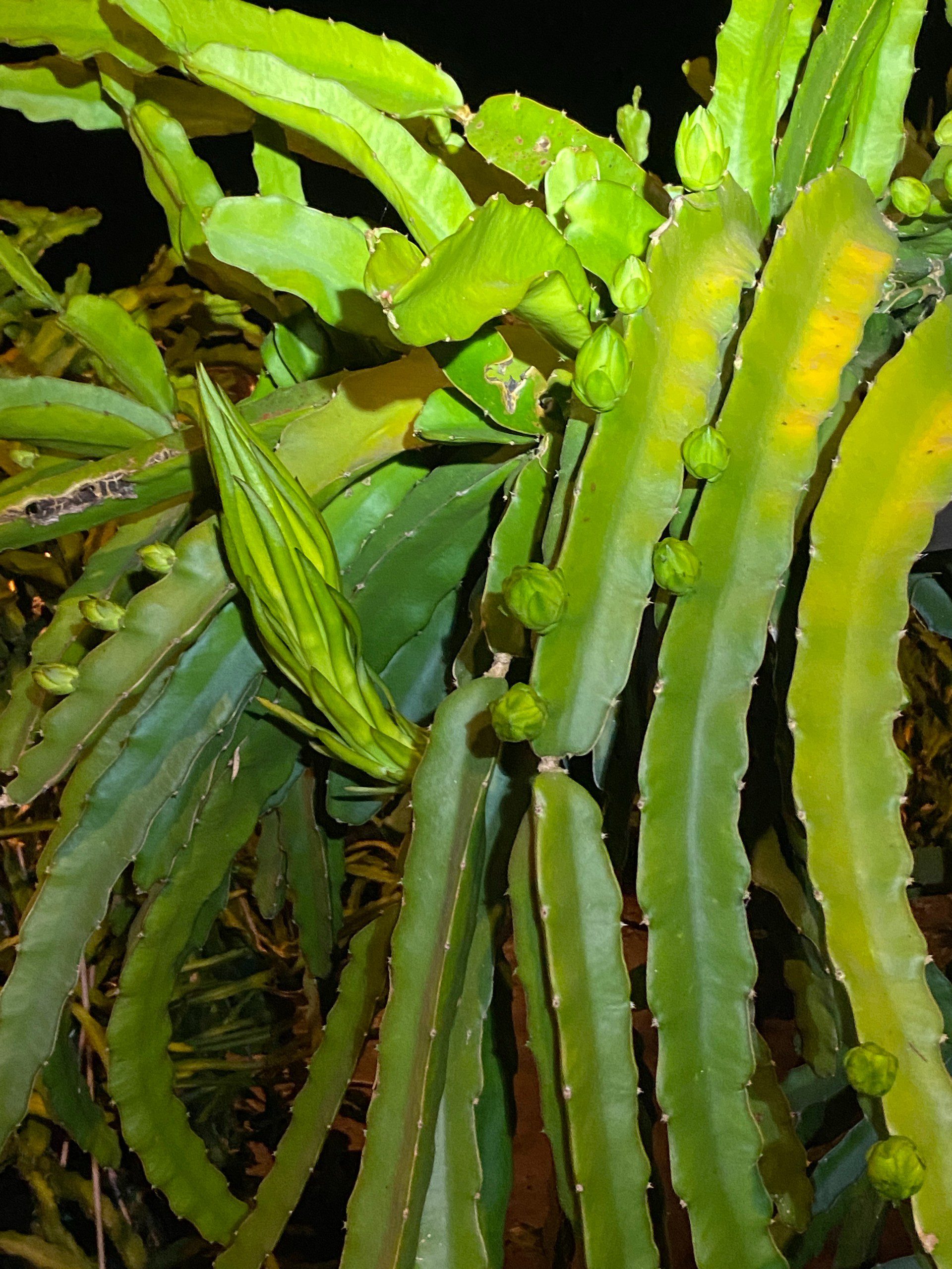 Vietnam White — dragon fruit cutting from Shulman Dragon Fruit Orchard, photo 6