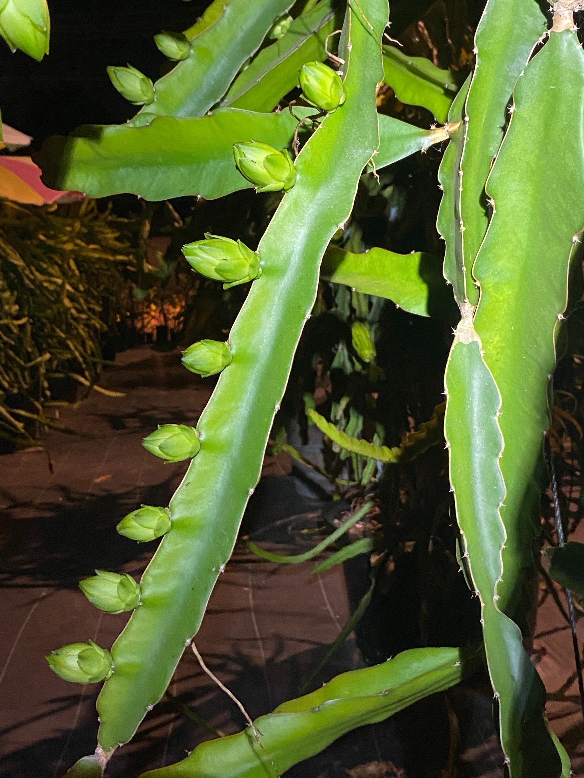 Vietnam White — dragon fruit cutting from Shulman Dragon Fruit Orchard, photo 7
