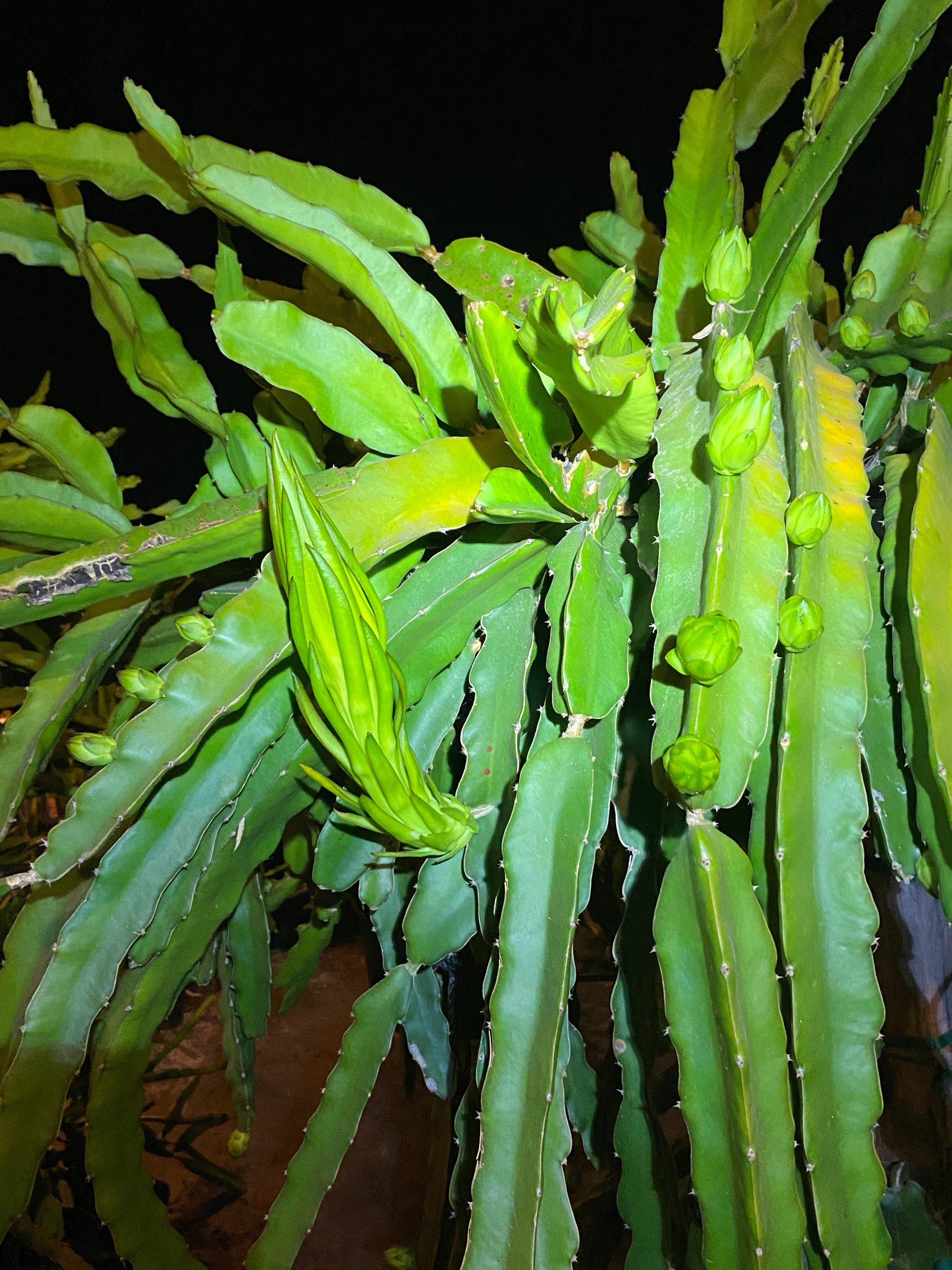 Vietnam White — dragon fruit cutting from Shulman Dragon Fruit Orchard, photo 8