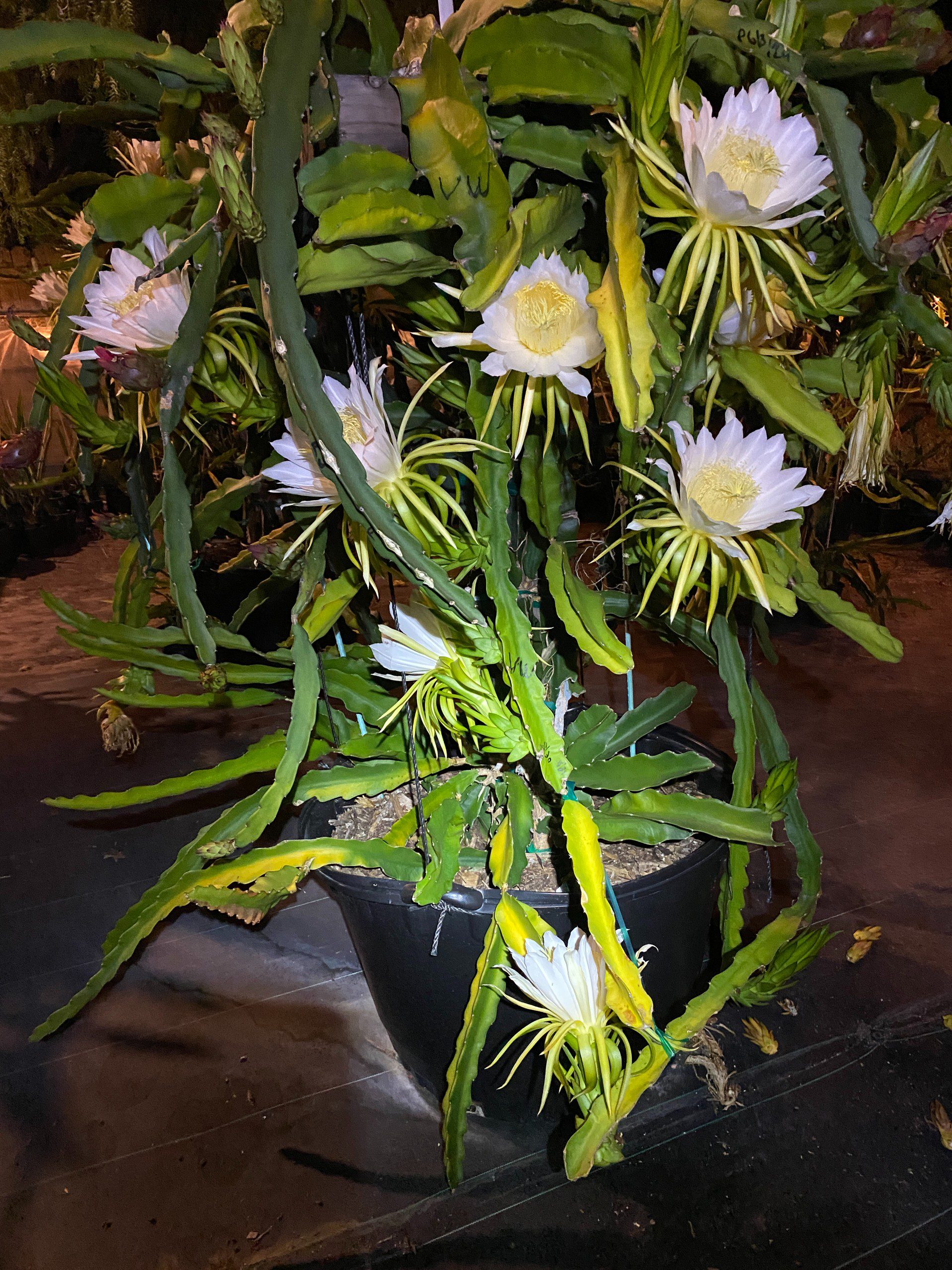 Vietnam White — dragon fruit cutting from Shulman Dragon Fruit Orchard, photo 9