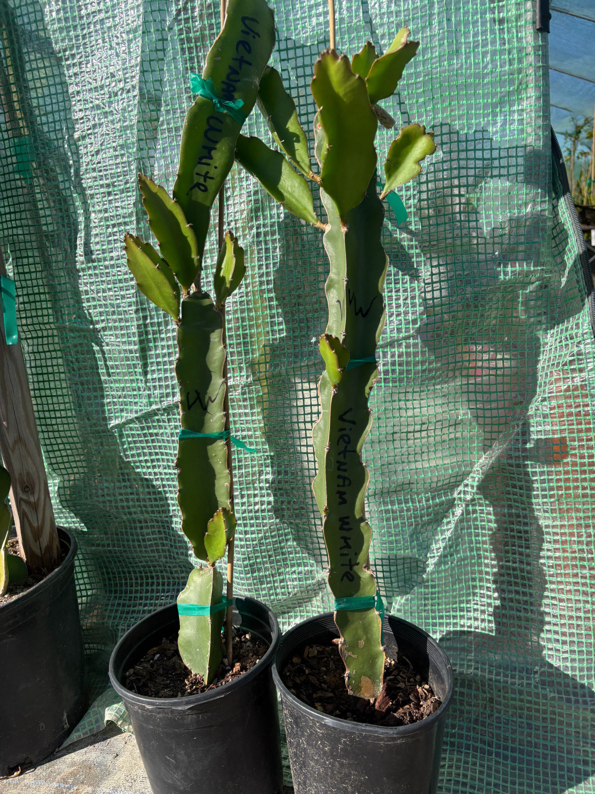 Vietnam White — dragon fruit cutting from Shulman Dragon Fruit Orchard, photo 10