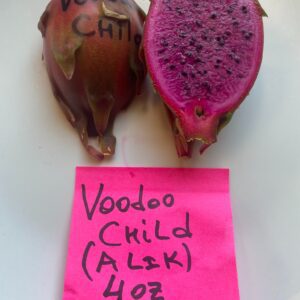 Voodoo Child — dragon fruit cutting from Shulman Dragon Fruit Orchard